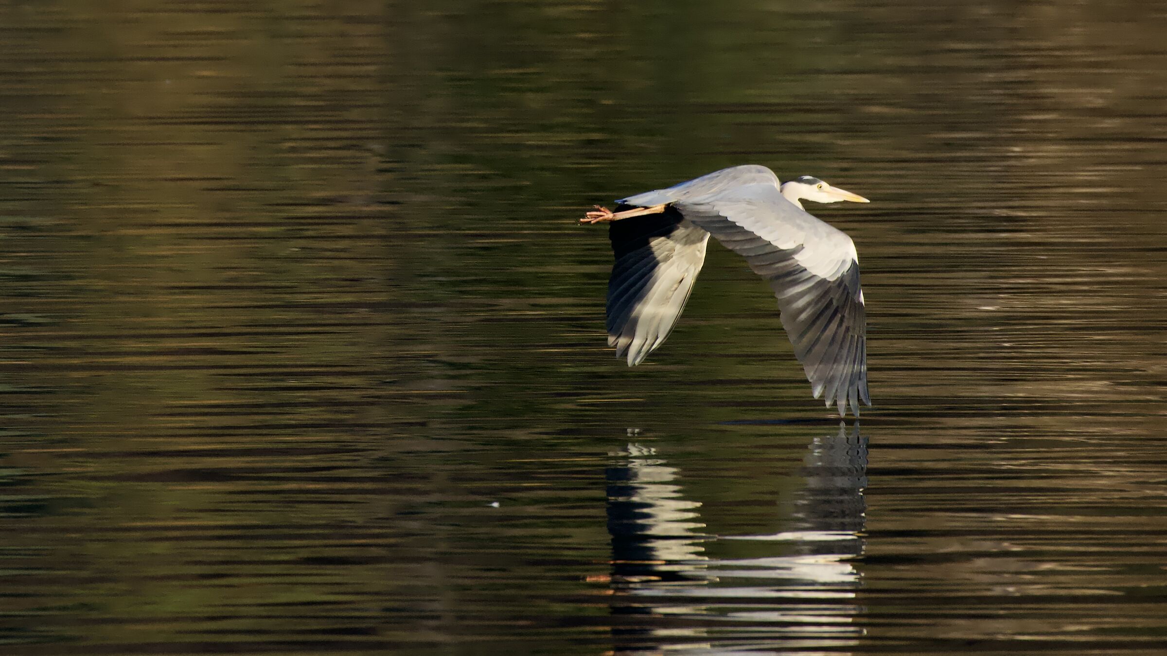 Heron