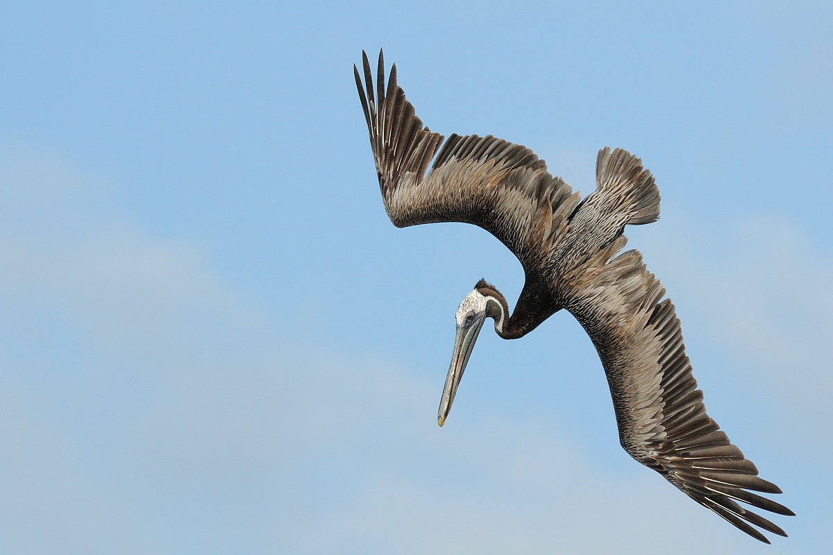 Pelecanus occidentalis