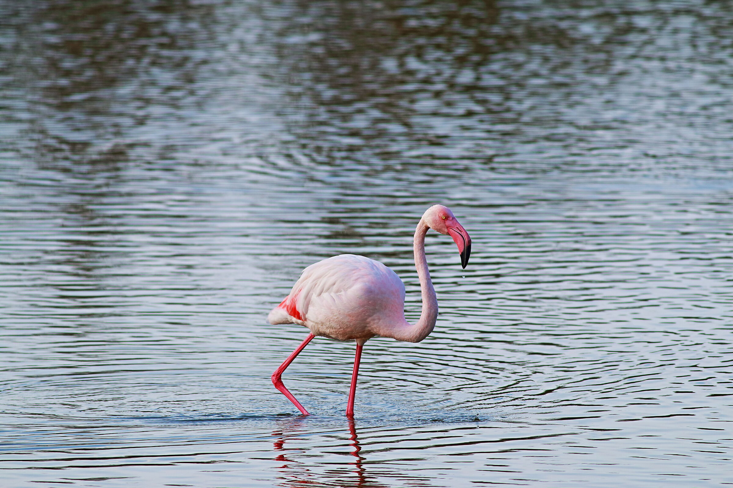 Flamingo