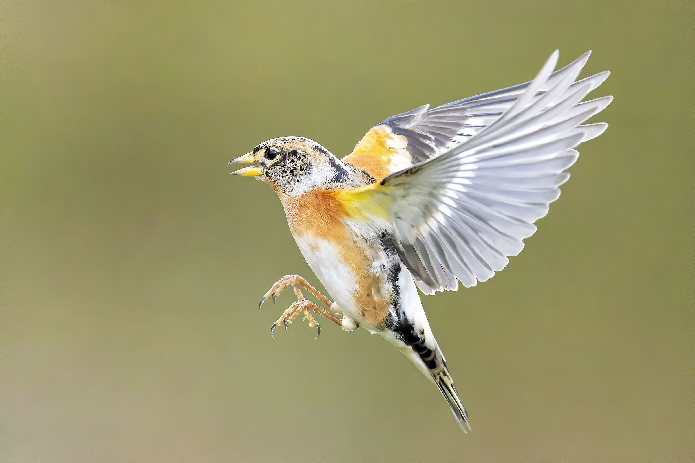 Fringilla montifringilla
