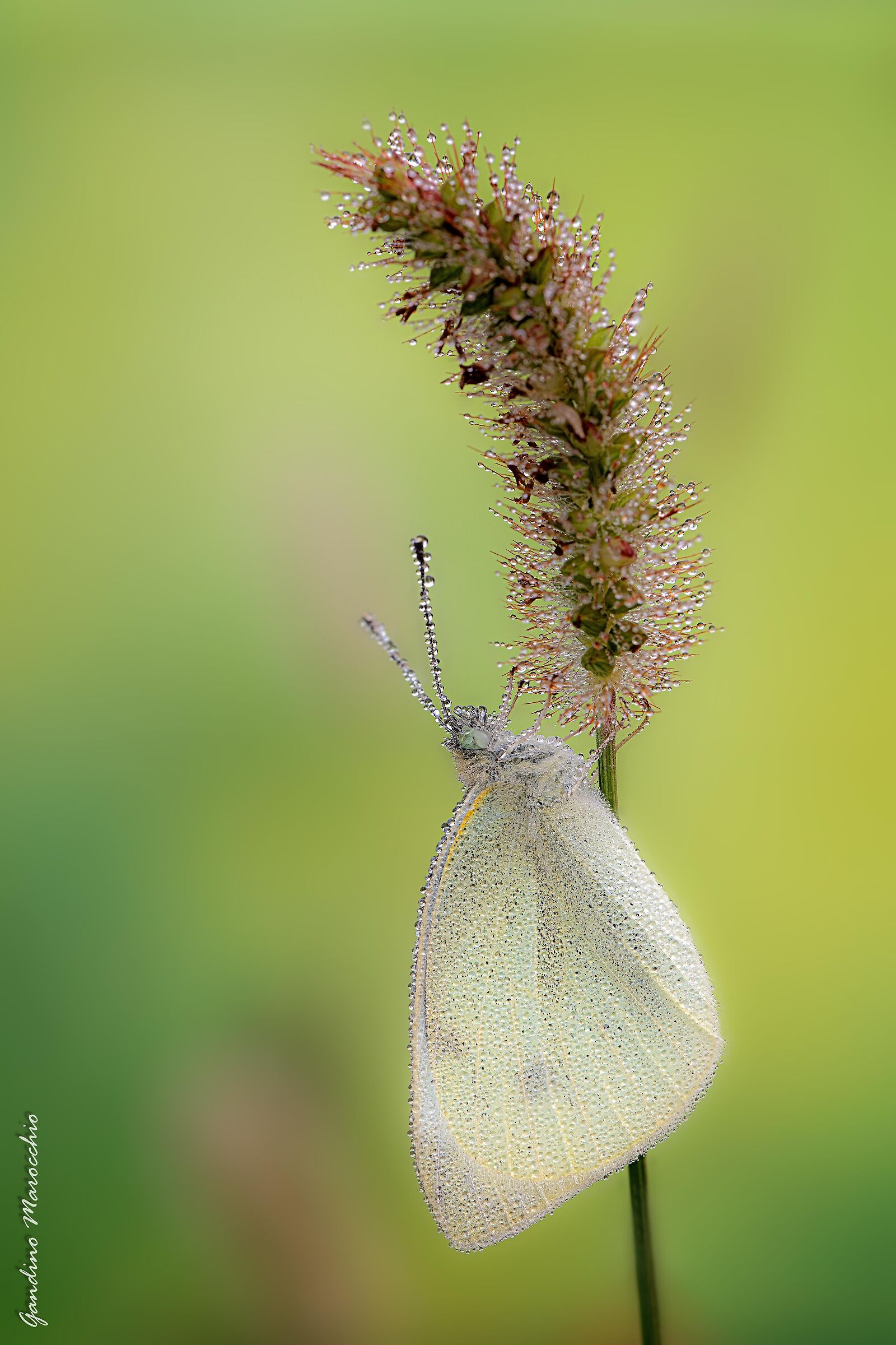 Pieris rapae