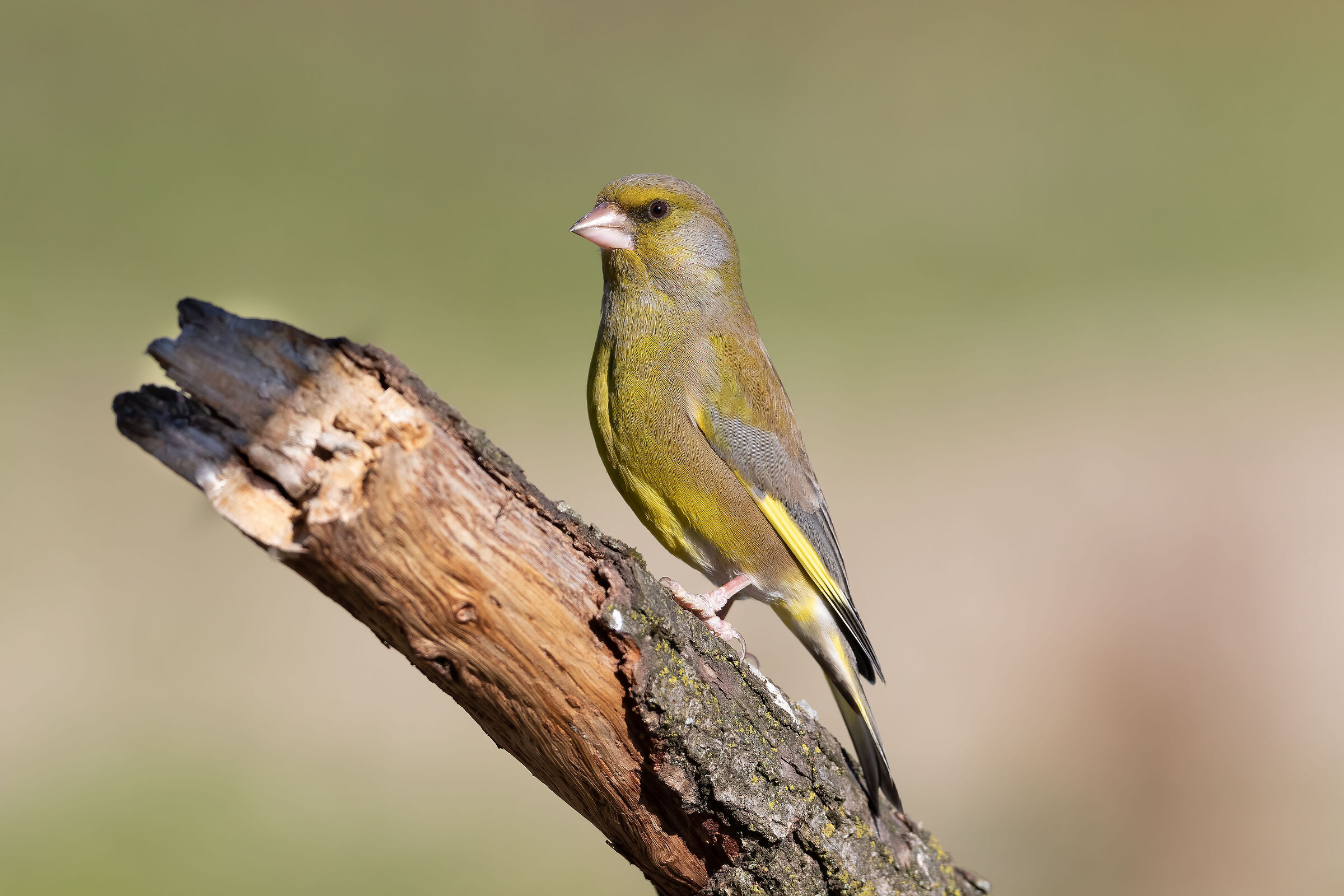 Greenfinch