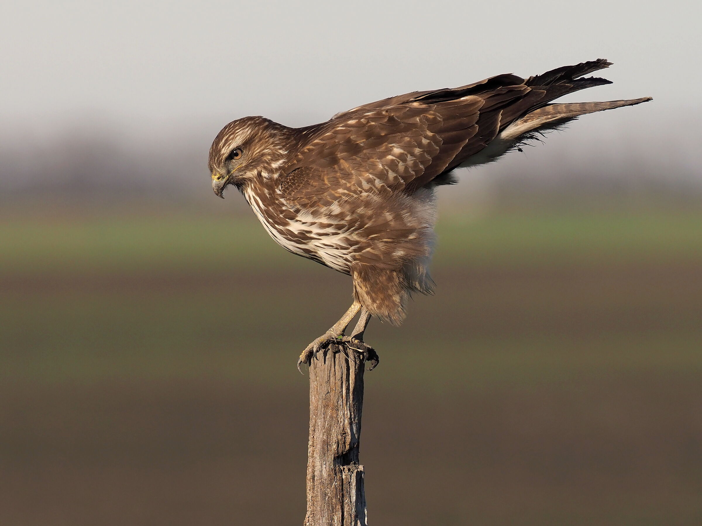 buzzard