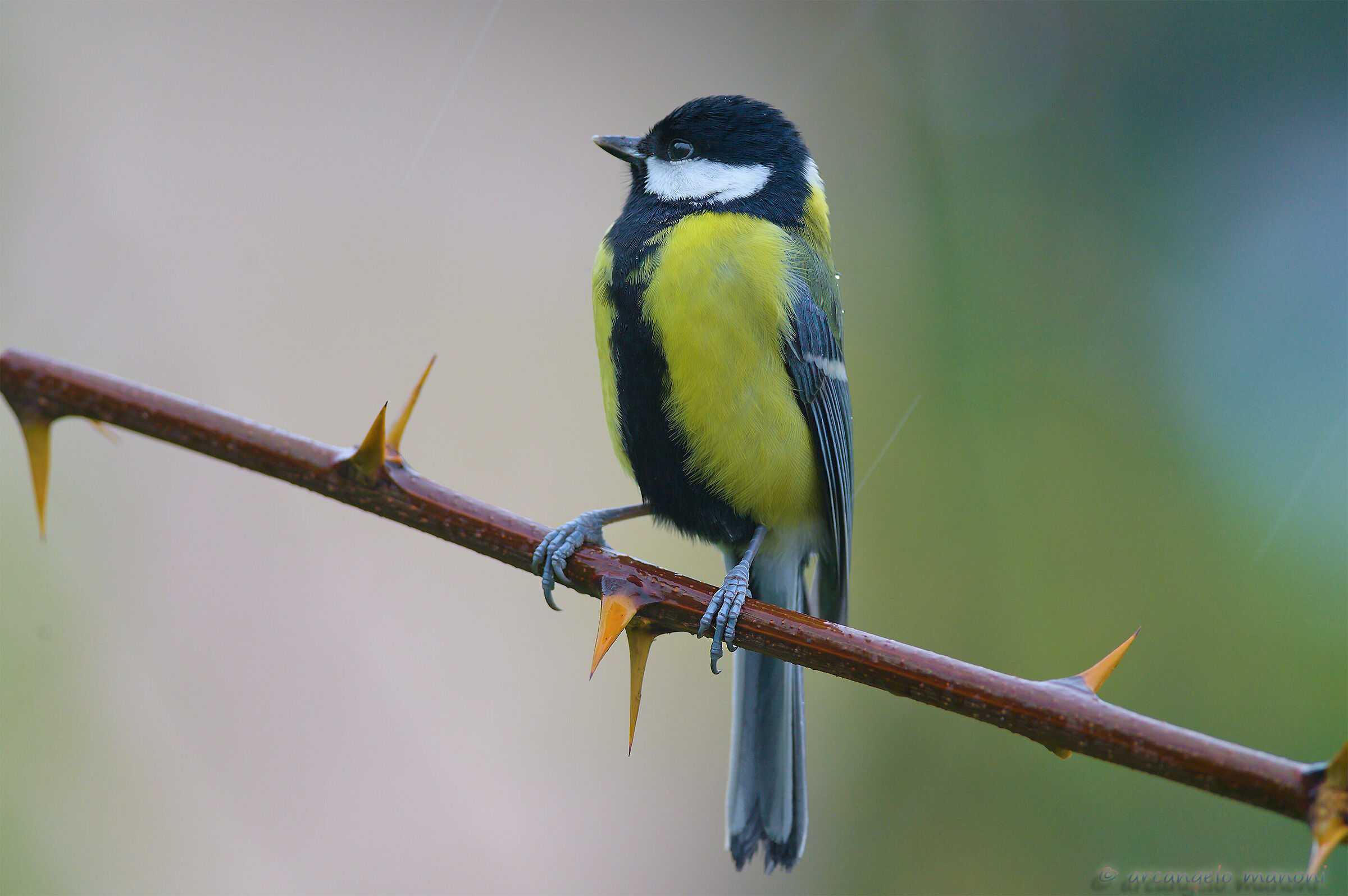 To me the rain makes a mustache!