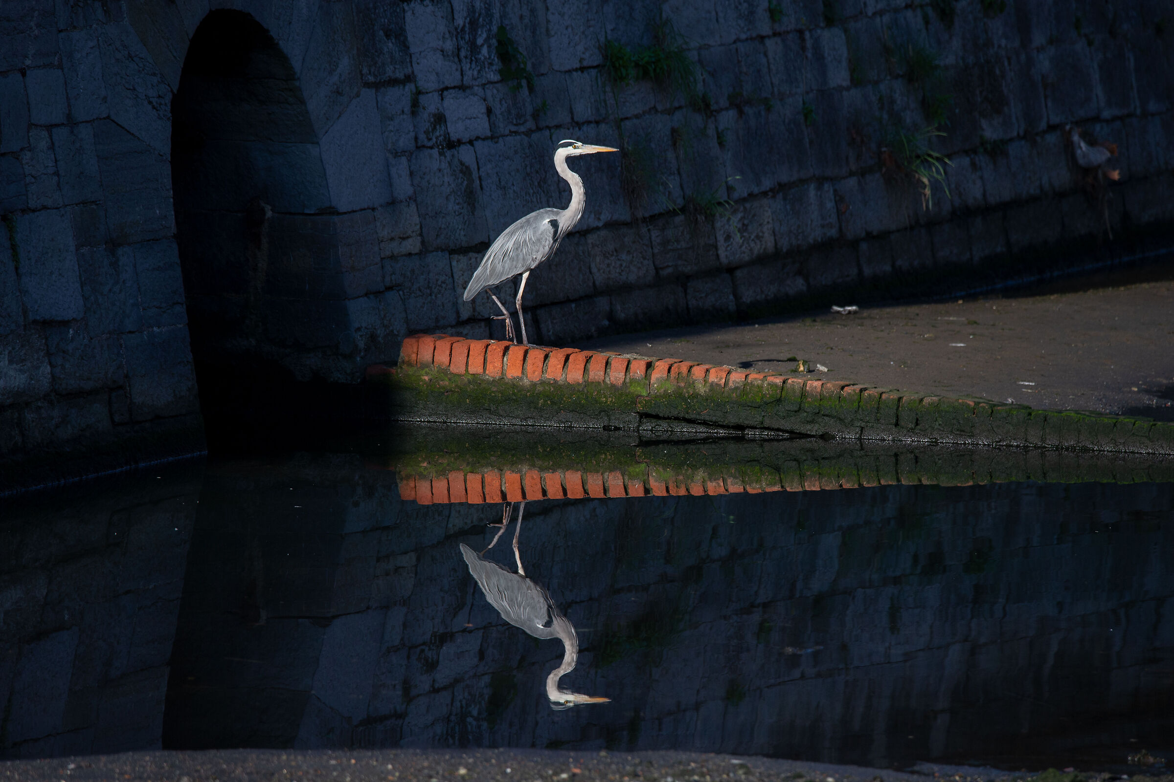 Solitary heron