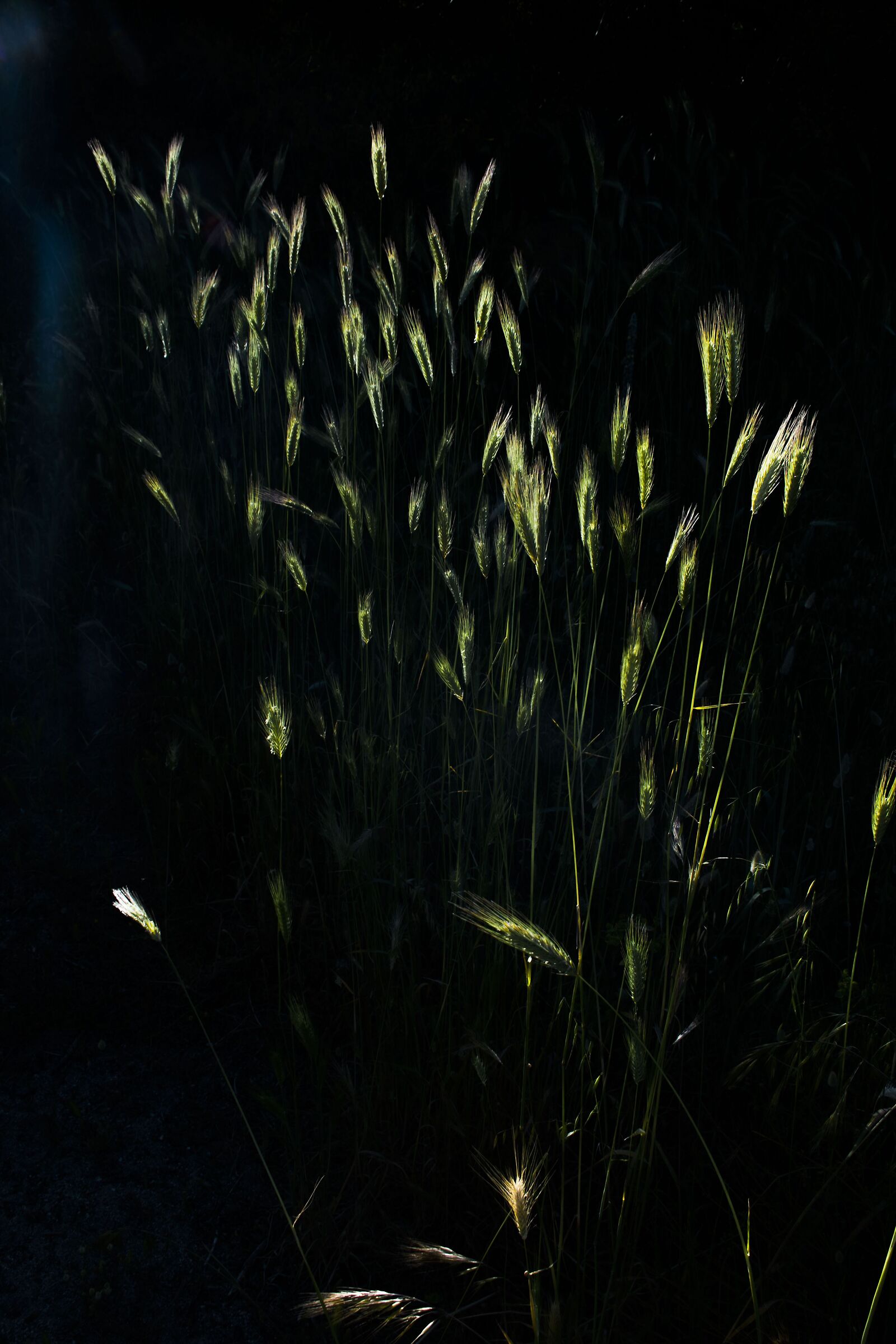 Just a few blades of grass