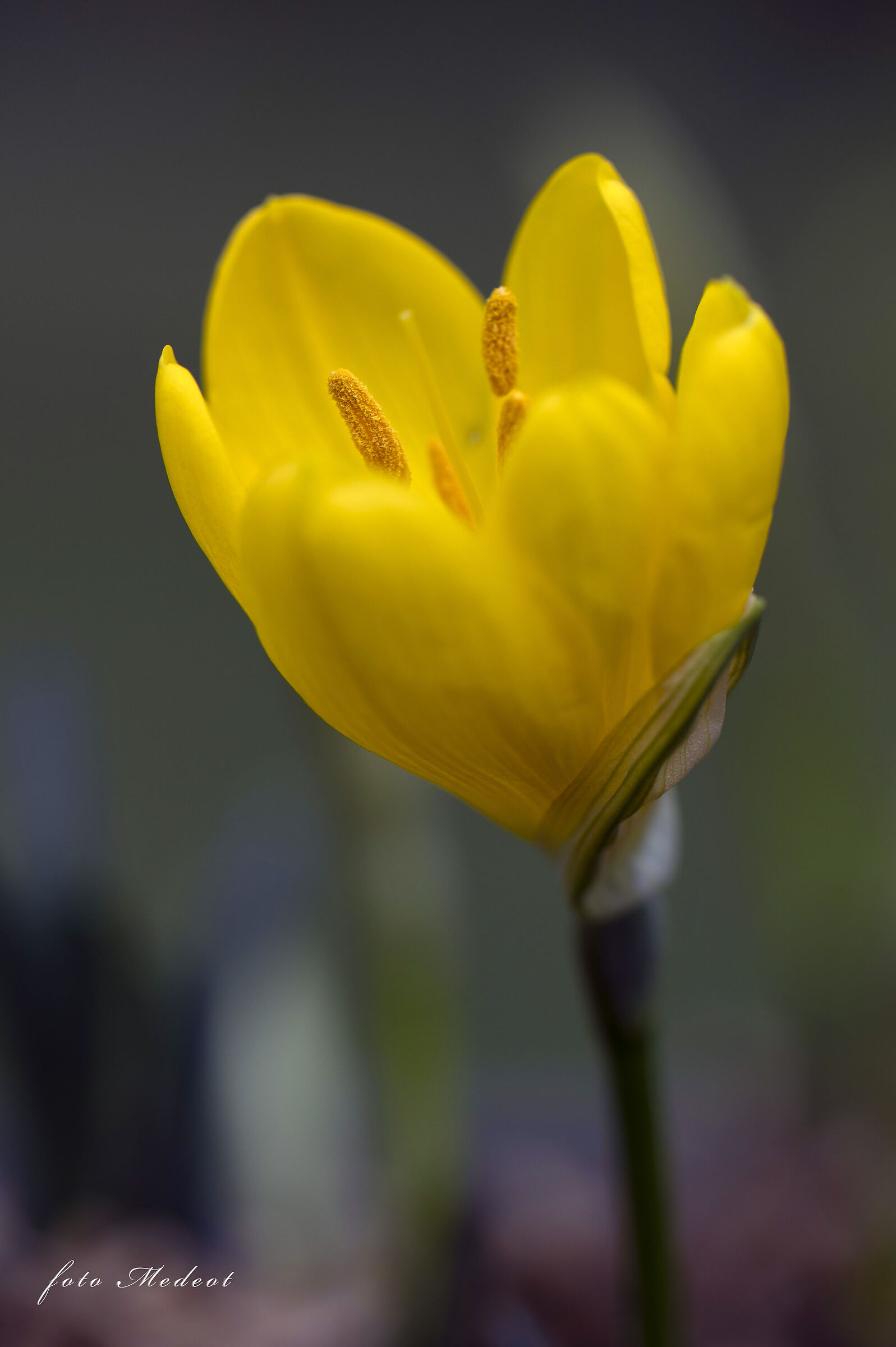 Crocus Giallo