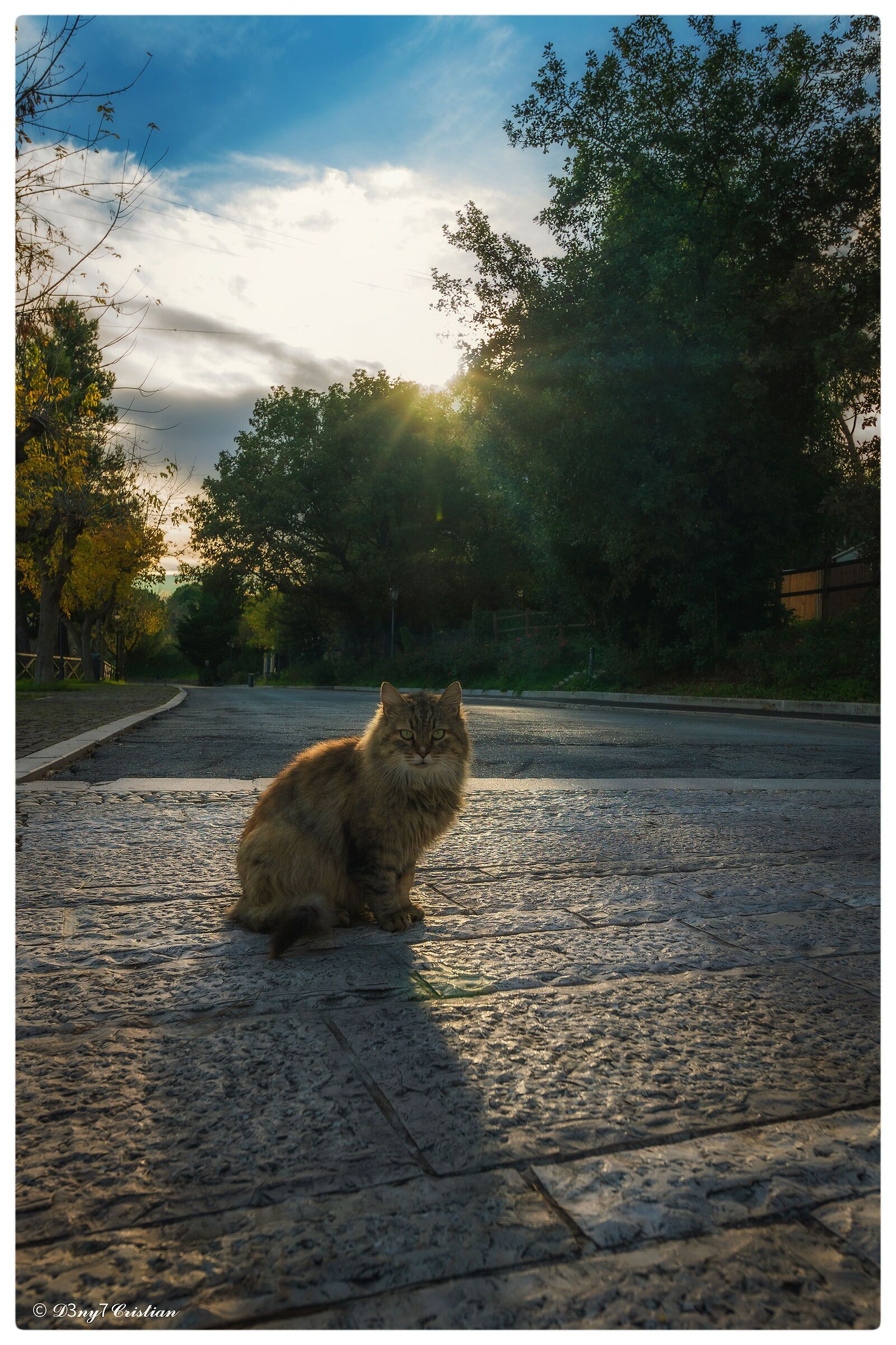 Cat at sunset...