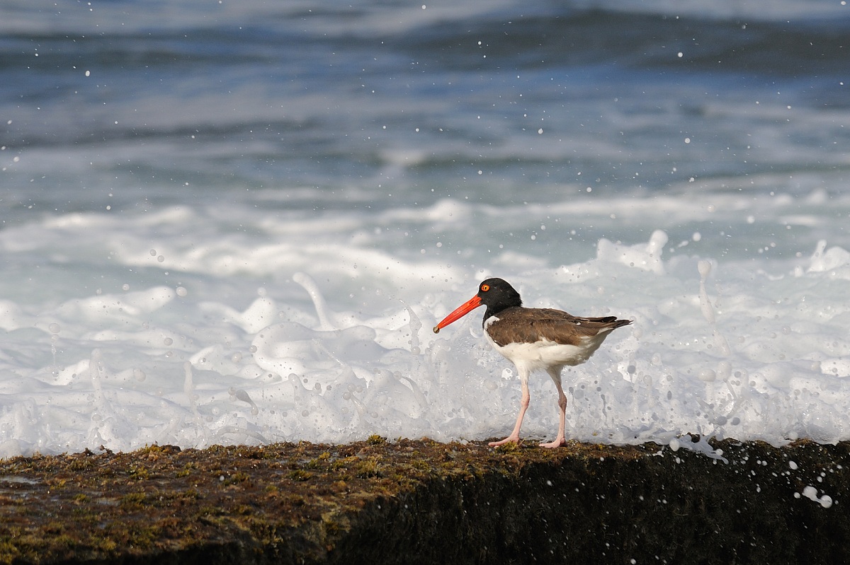 Haematopus palliatus