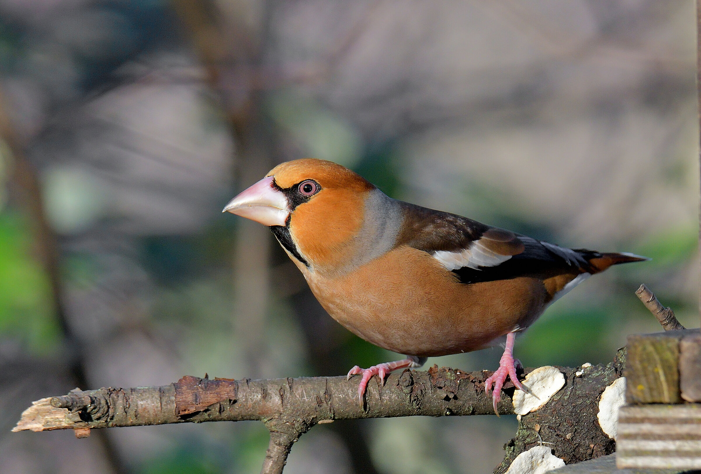 il bellissimo frosone maschio