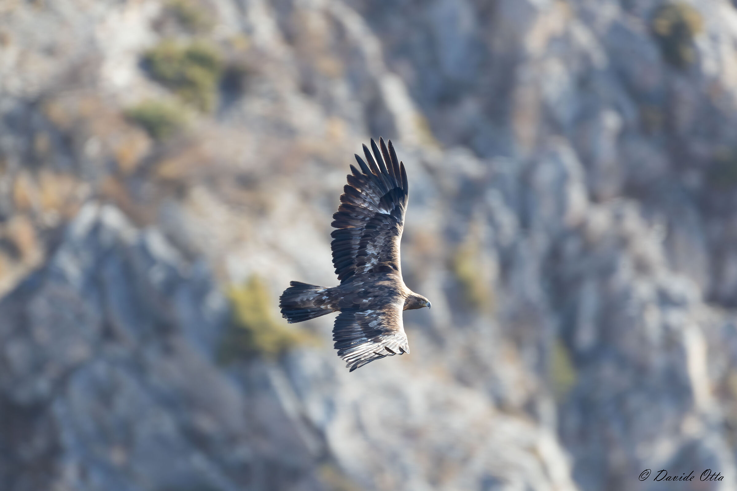 Aquila di passaggio