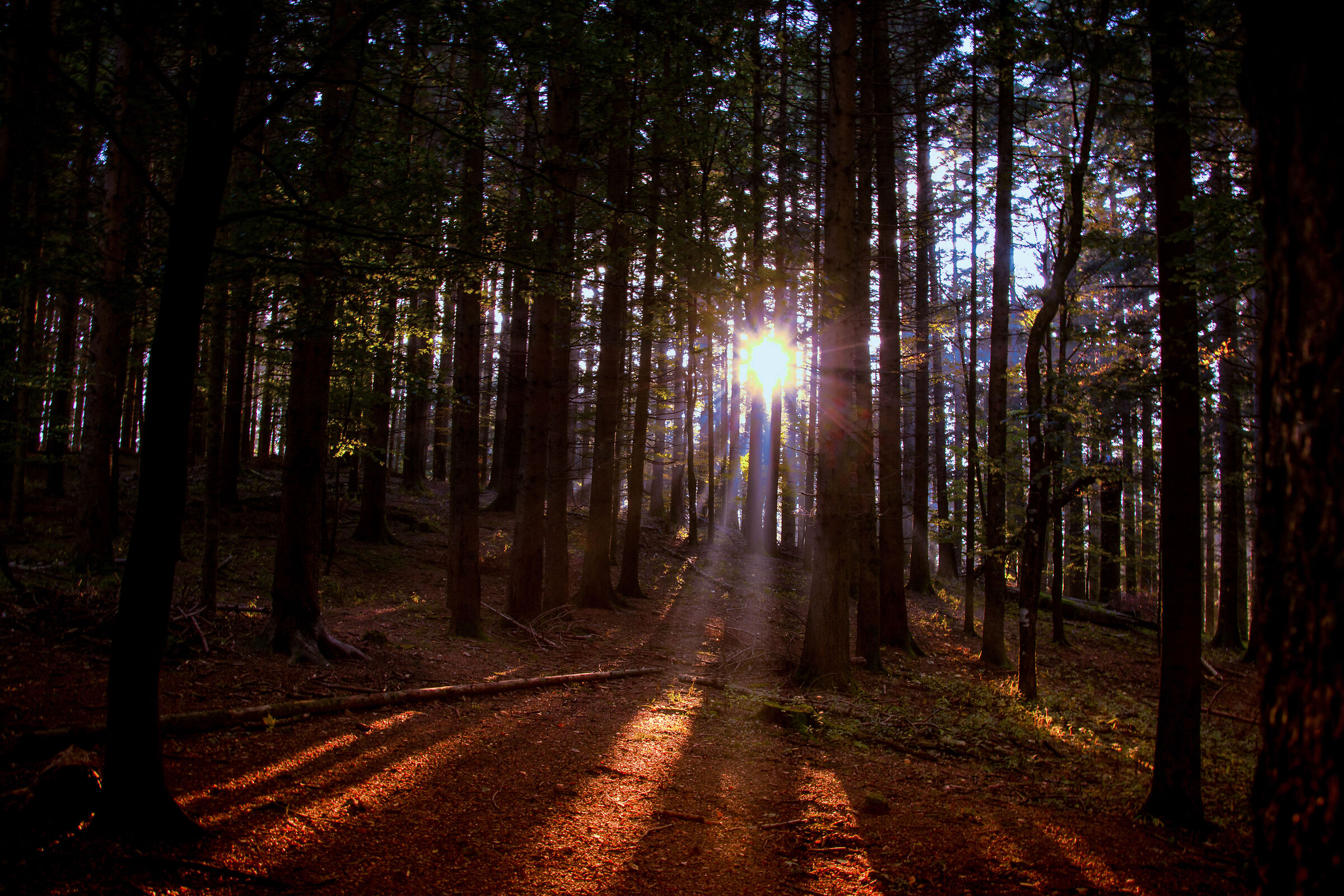 parco nazionale delle foreste casemtinesi