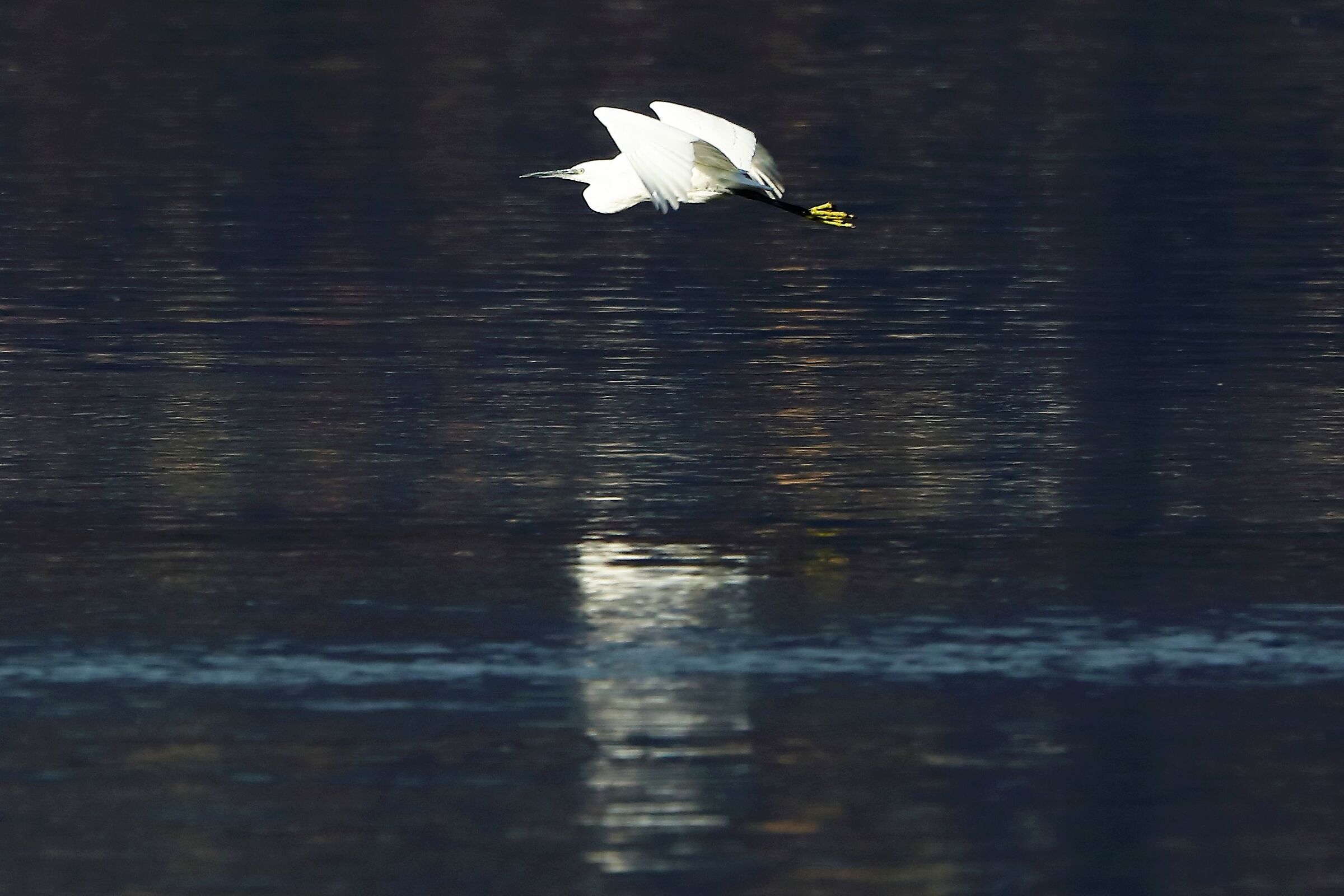 egret