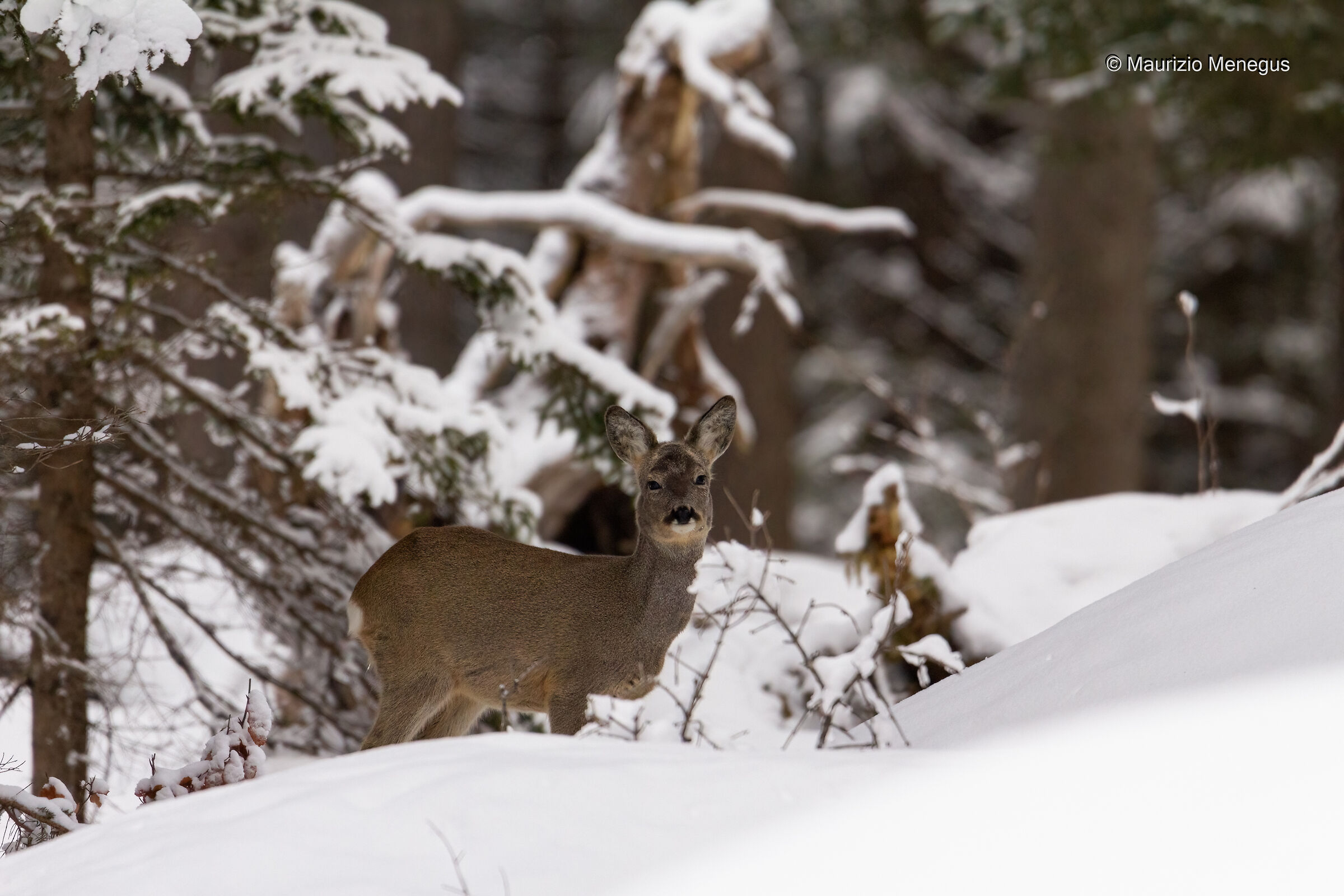 Capriolo femmina nella neve