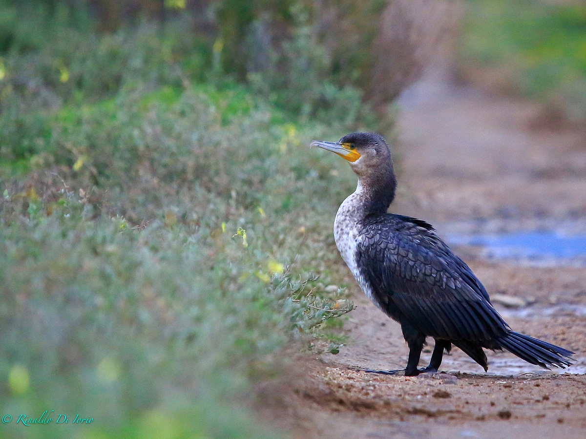 Cormorano in attesa di...