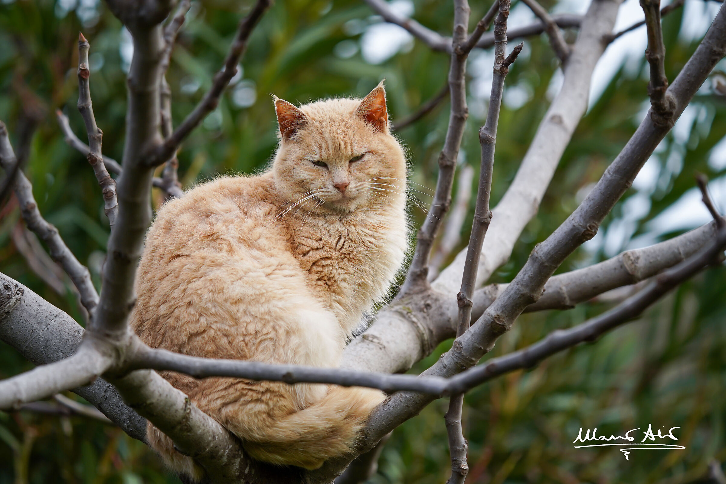 Gatto