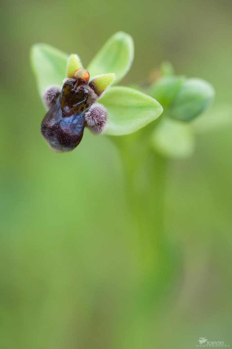 Ophrys bombyliflora