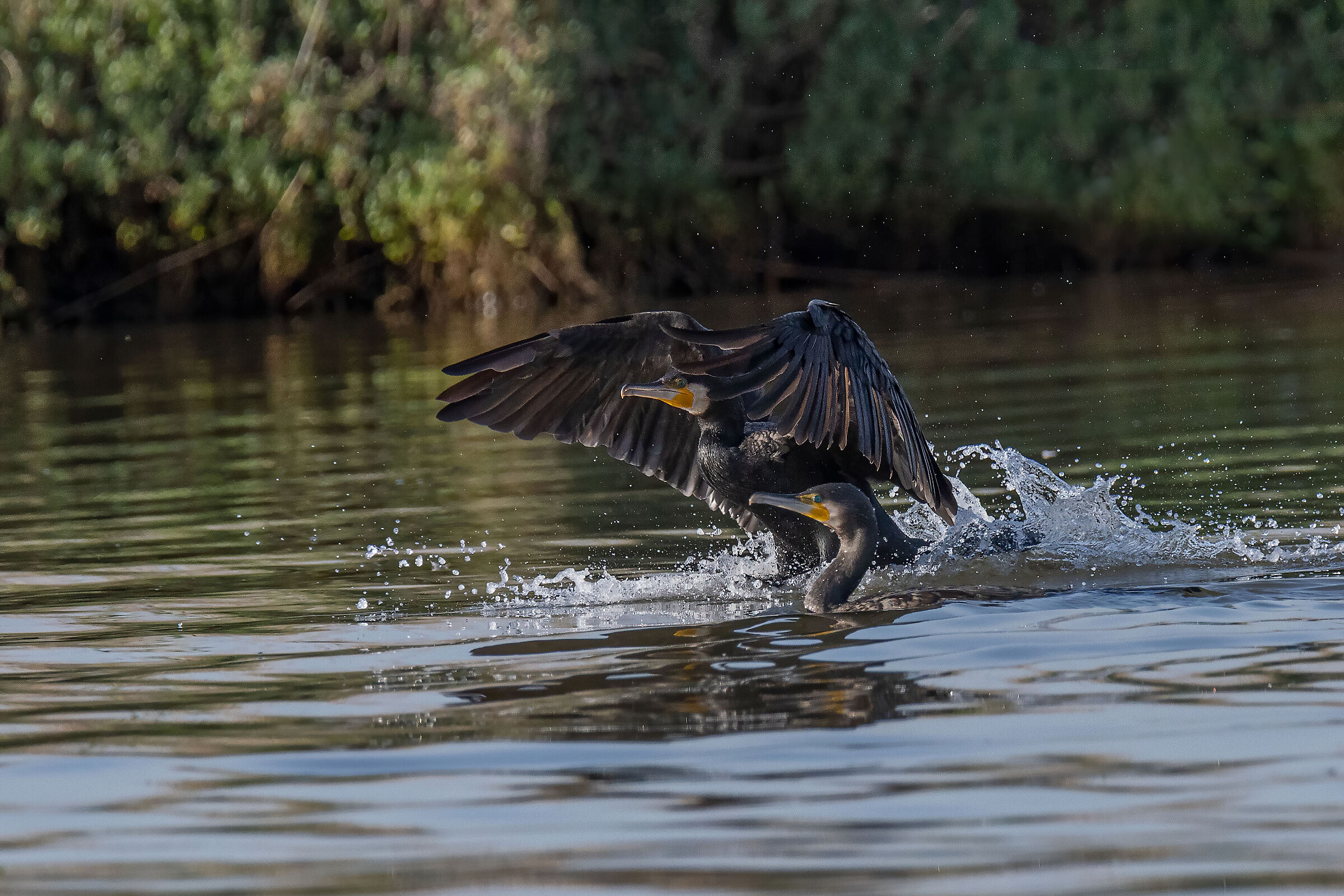 Cormorano