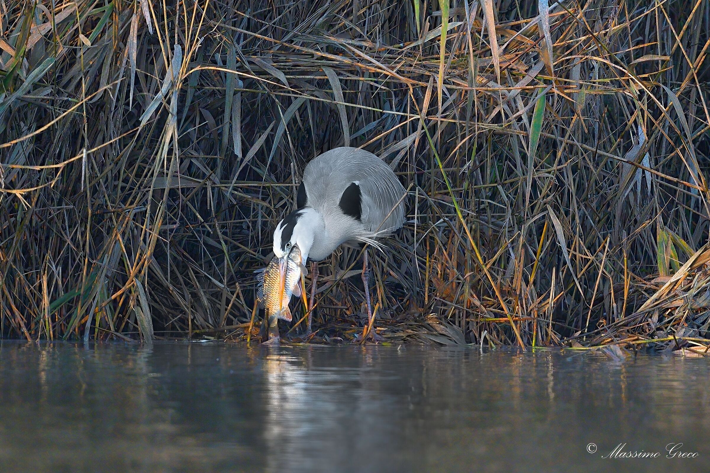 Airone cenerino alle prese con una preda troppo grossa