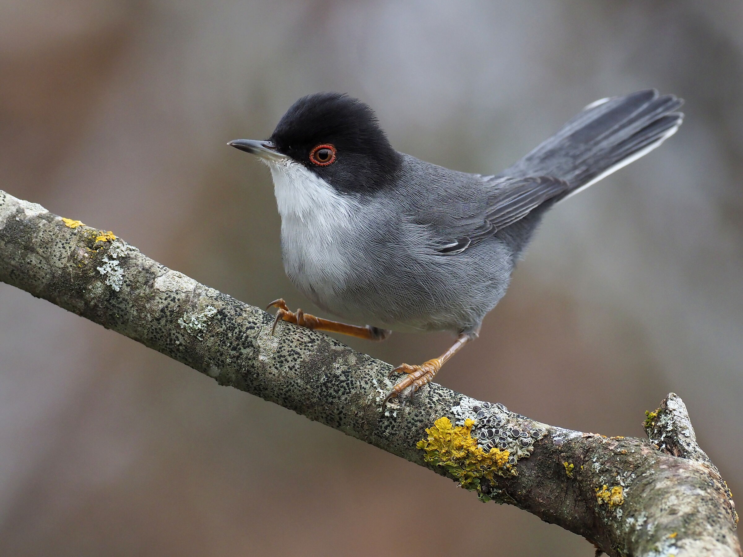 sardinian warbler