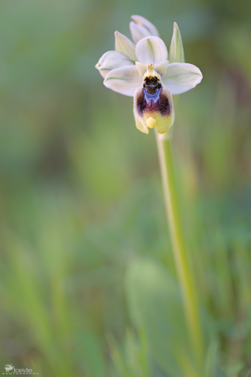 Ophrys tenthredinifera