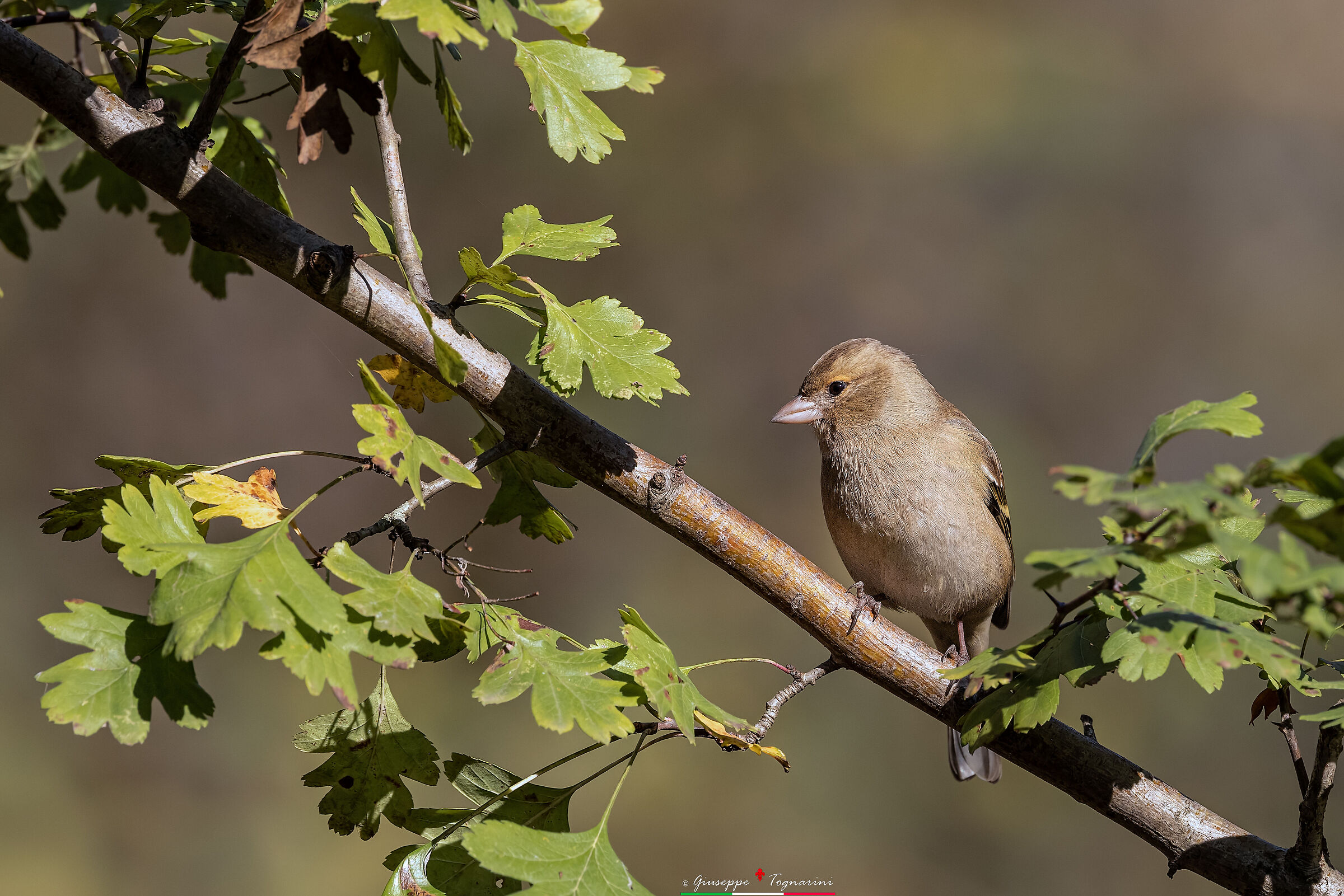 The chaffinch on the branch