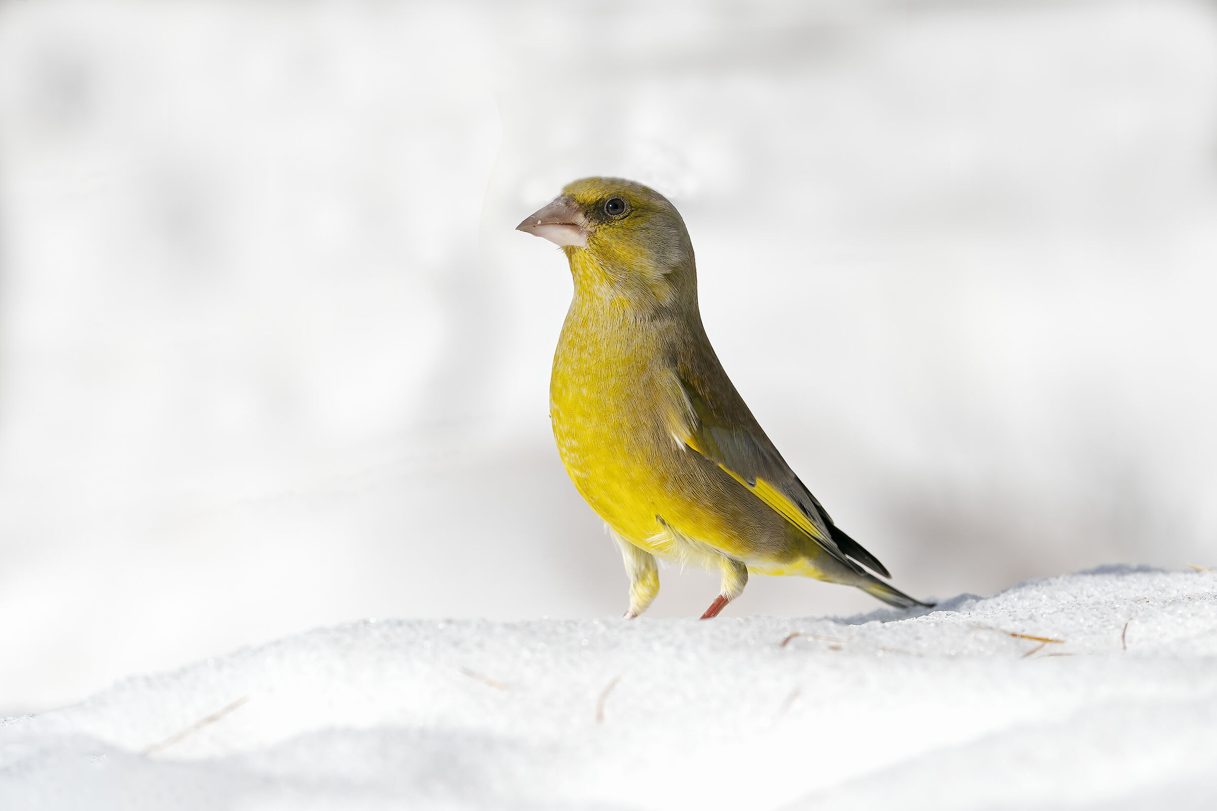 Greenfinch