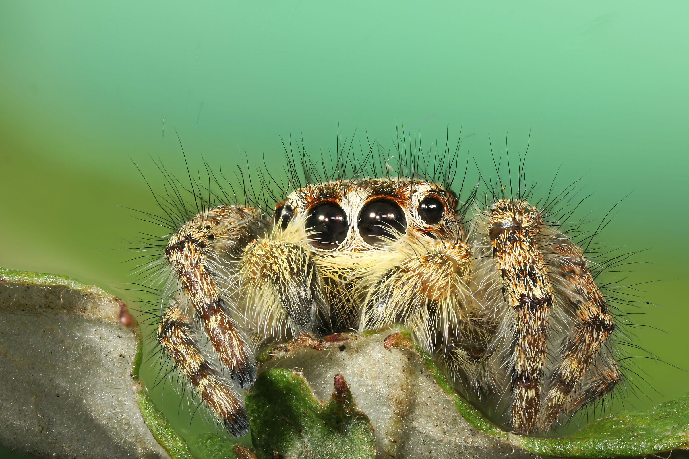 Jumping spider