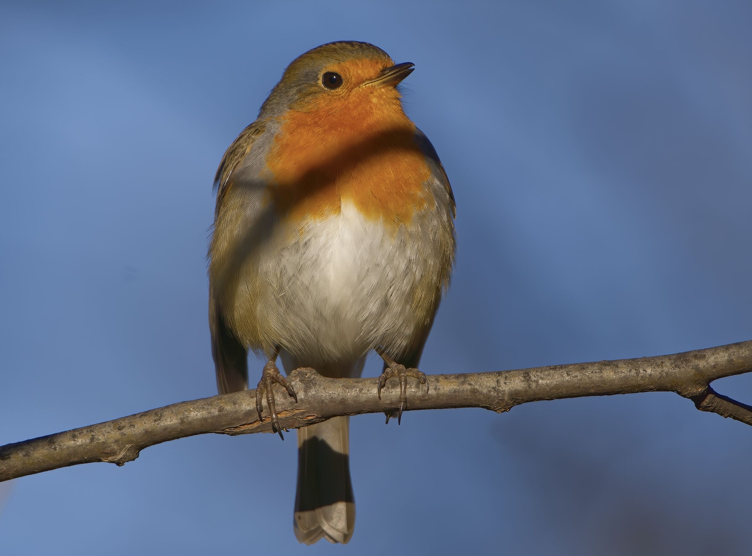 Robin si gode il sole