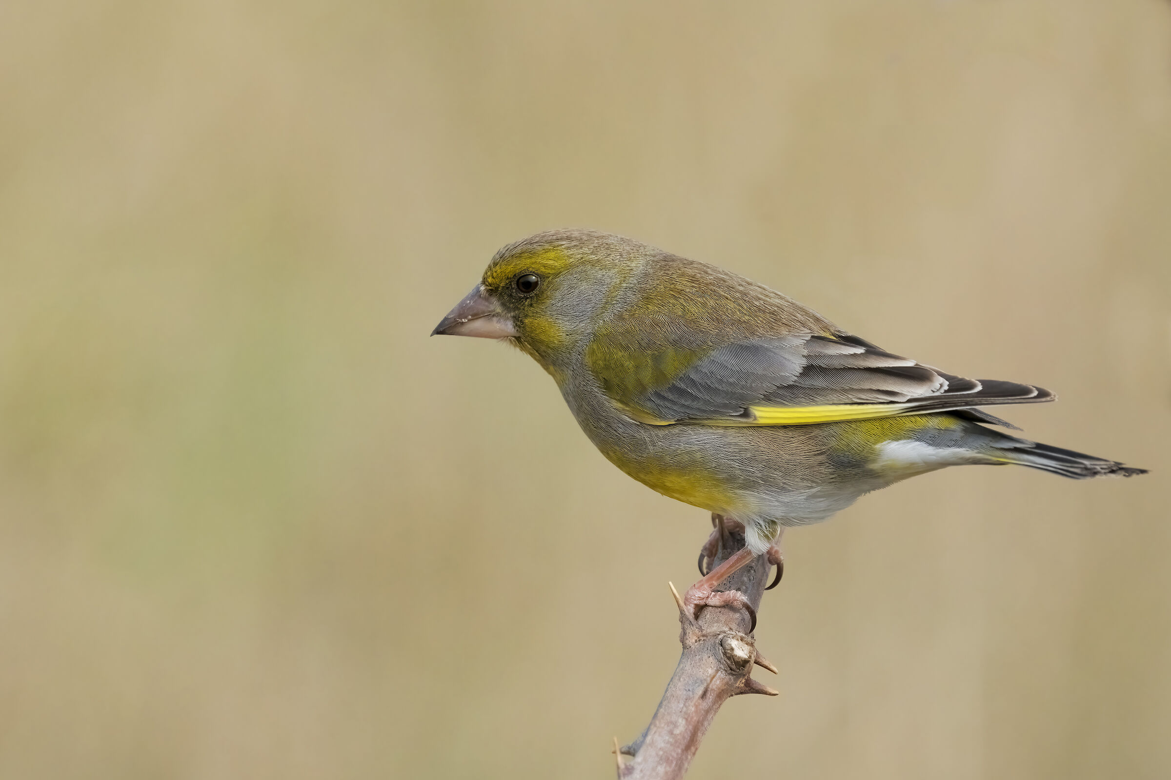 Greenfinch (Chloris chloris)