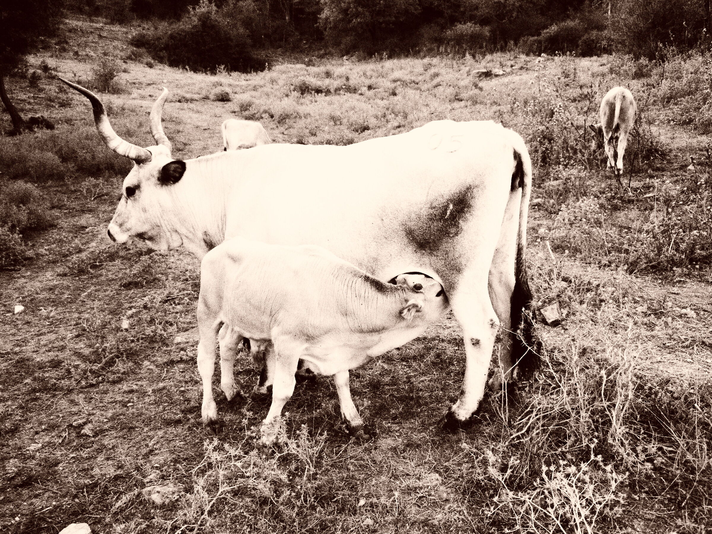 Vacca maremmana con vitello