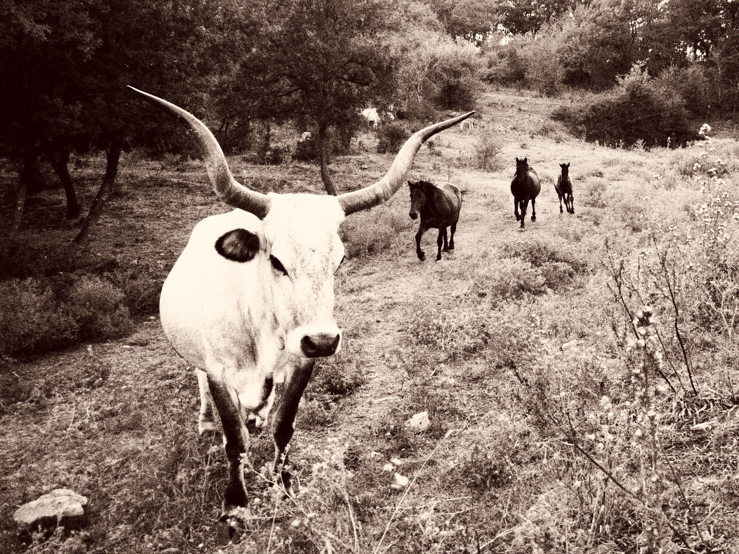 Vacca maremmana & cavalli Tolfetani