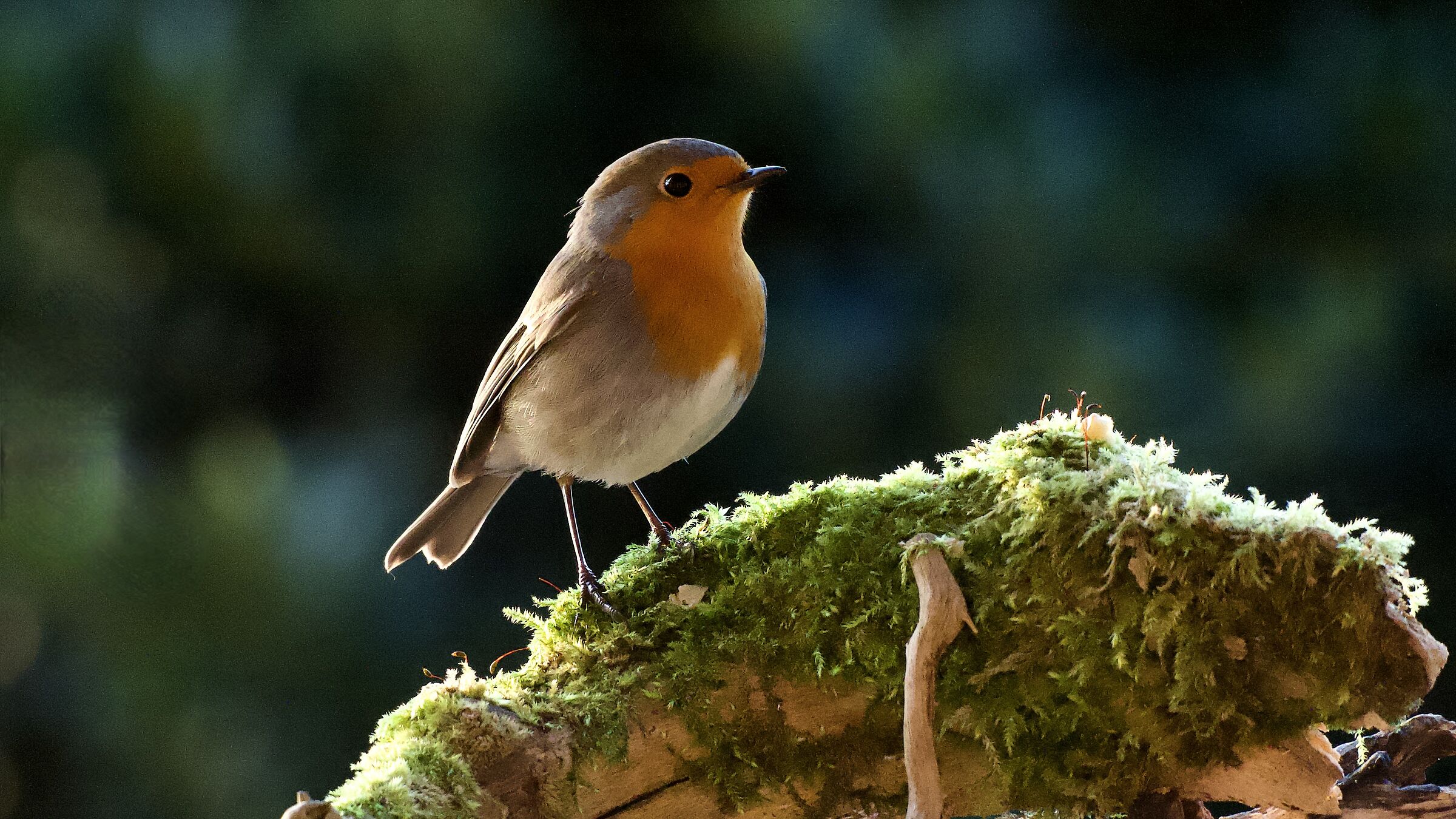Robin