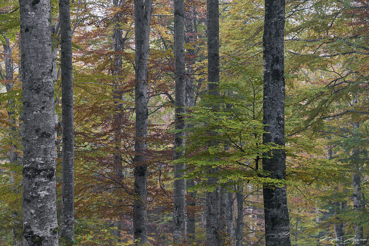 The arrival of autumn