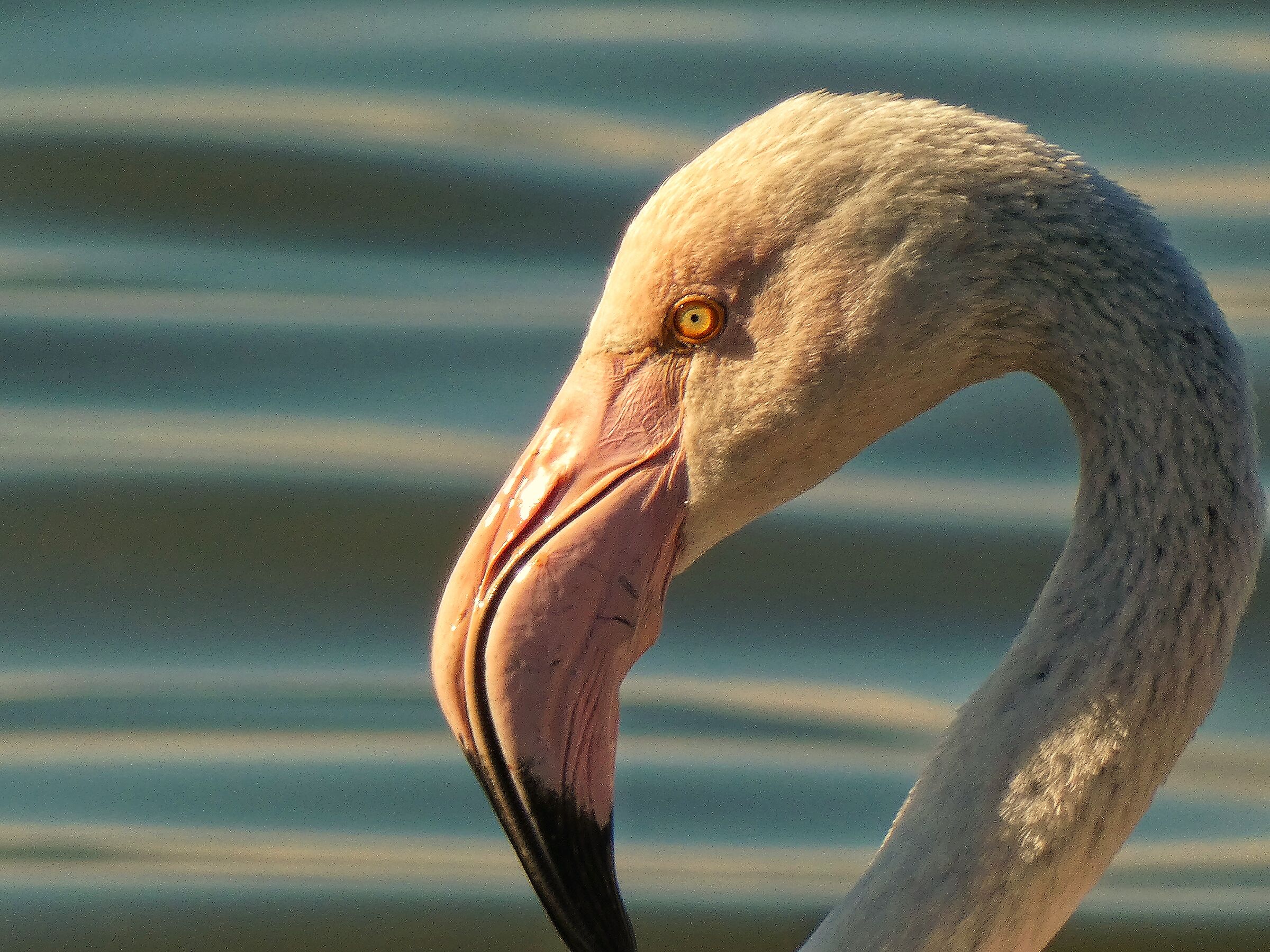 Flamingo, nearby.