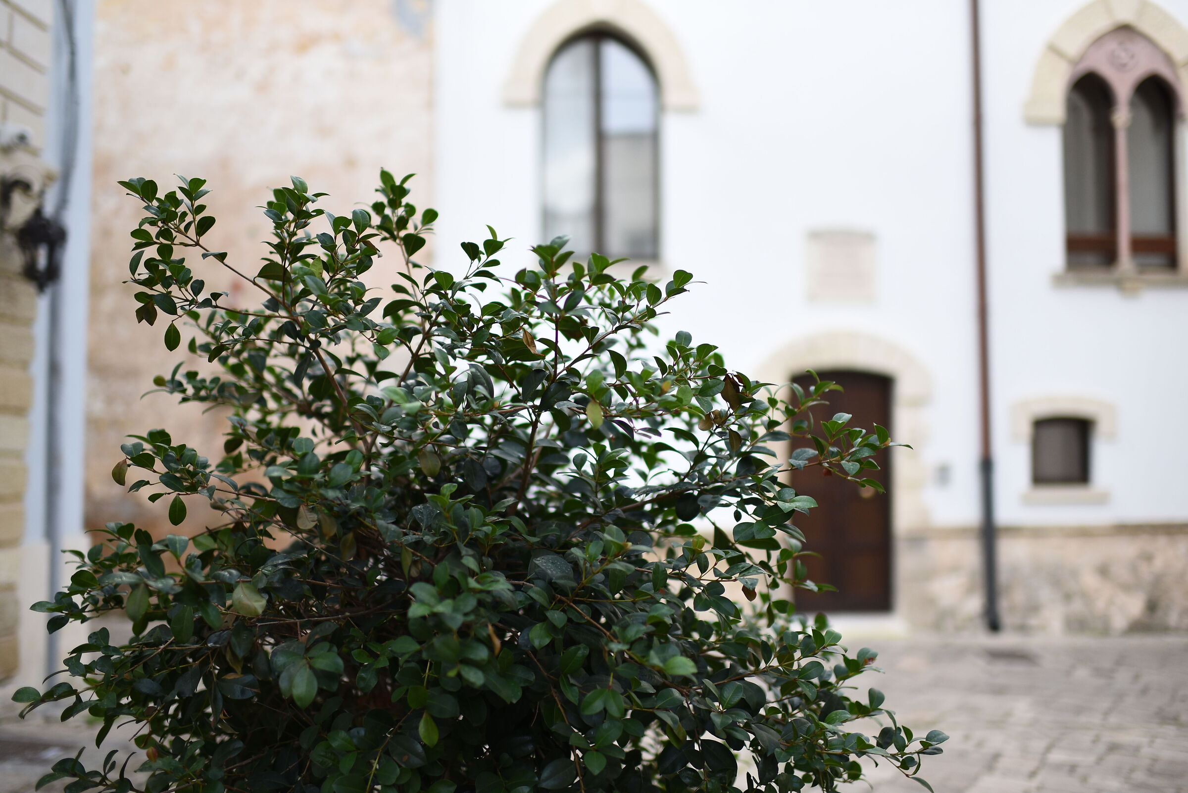 Nikon 750/ Otus Zeiss 28, 1.4