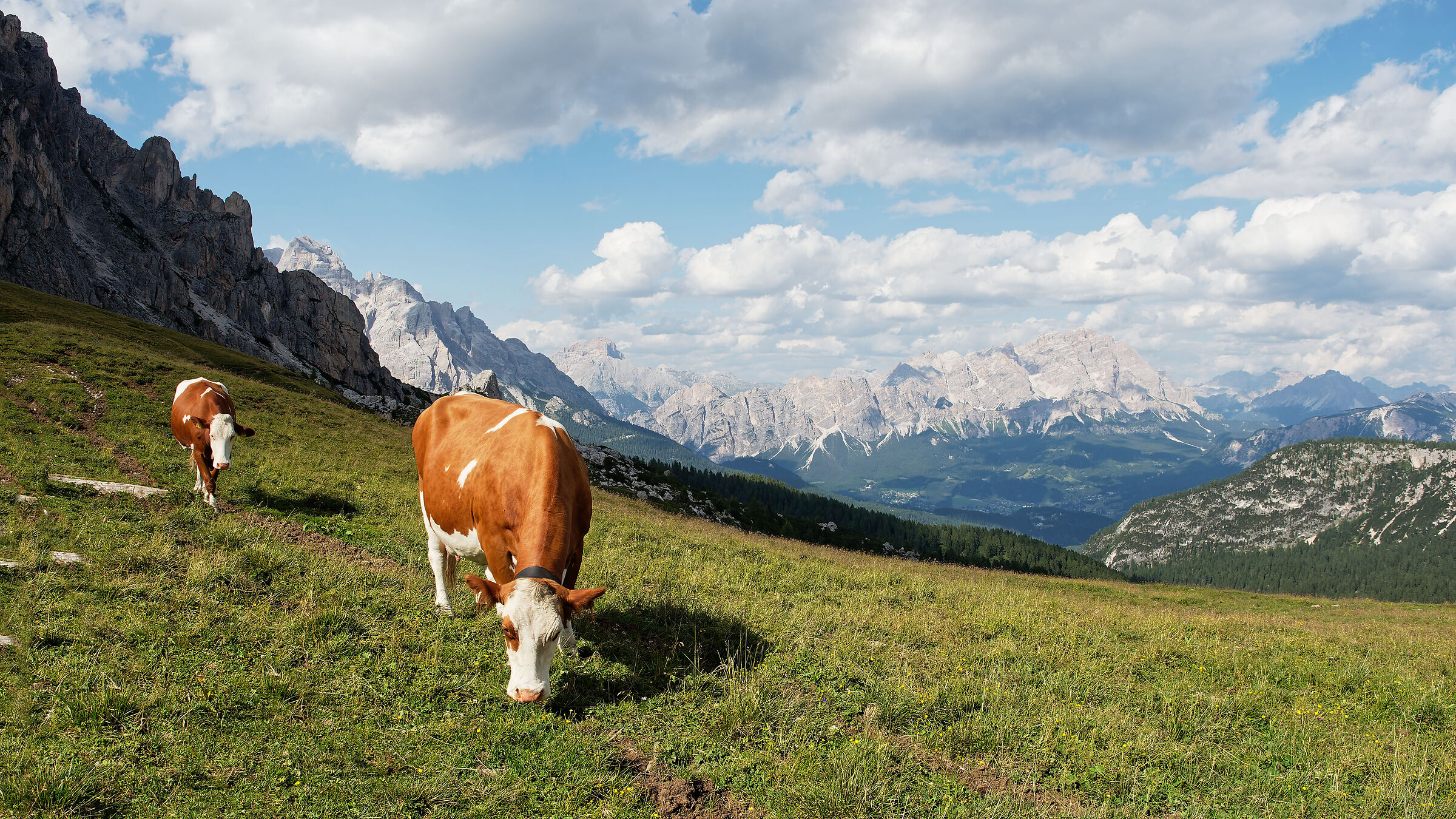 L'erba del vicino è sempre più....buona!