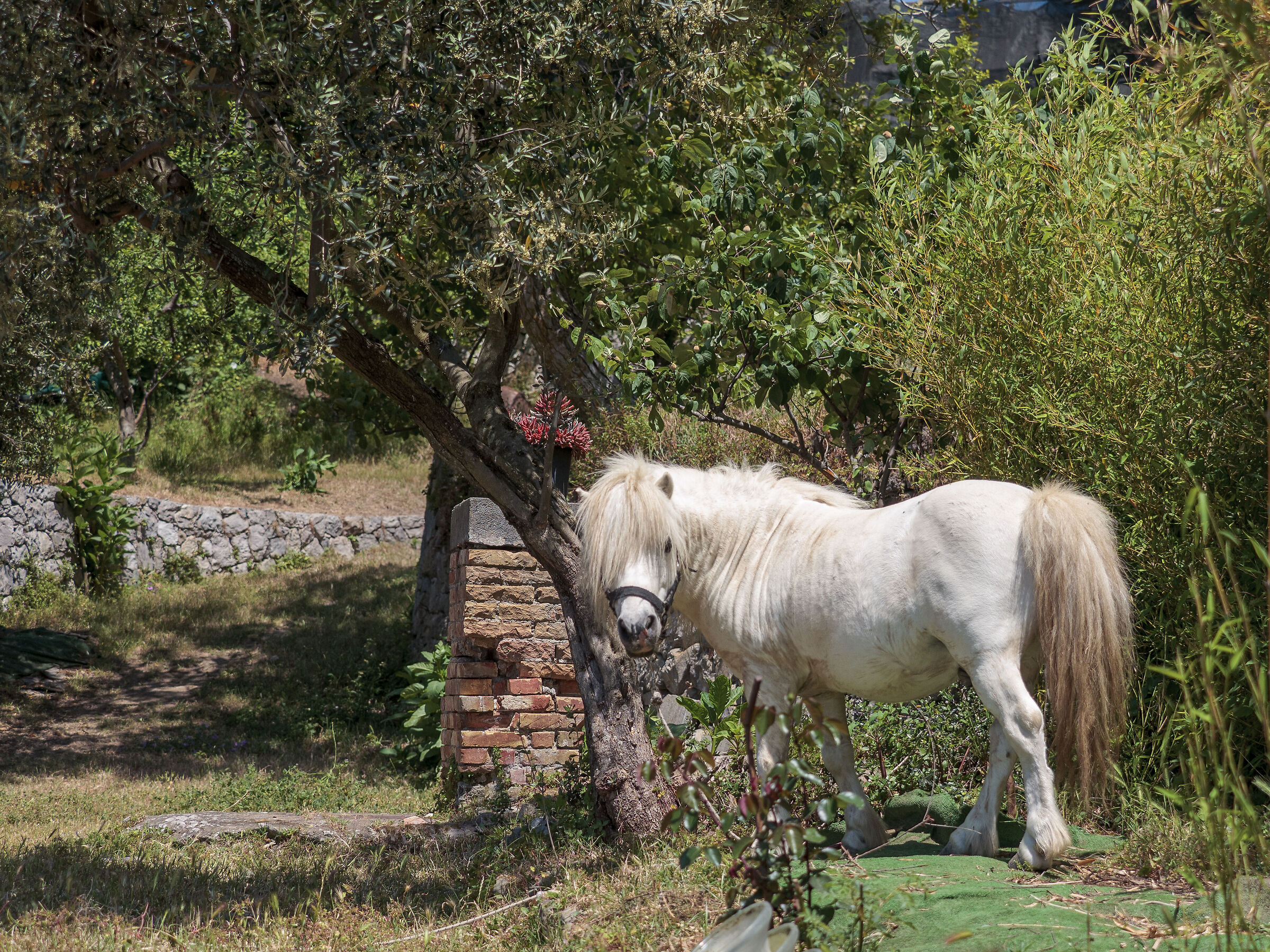 Napoleon's "real" white horse