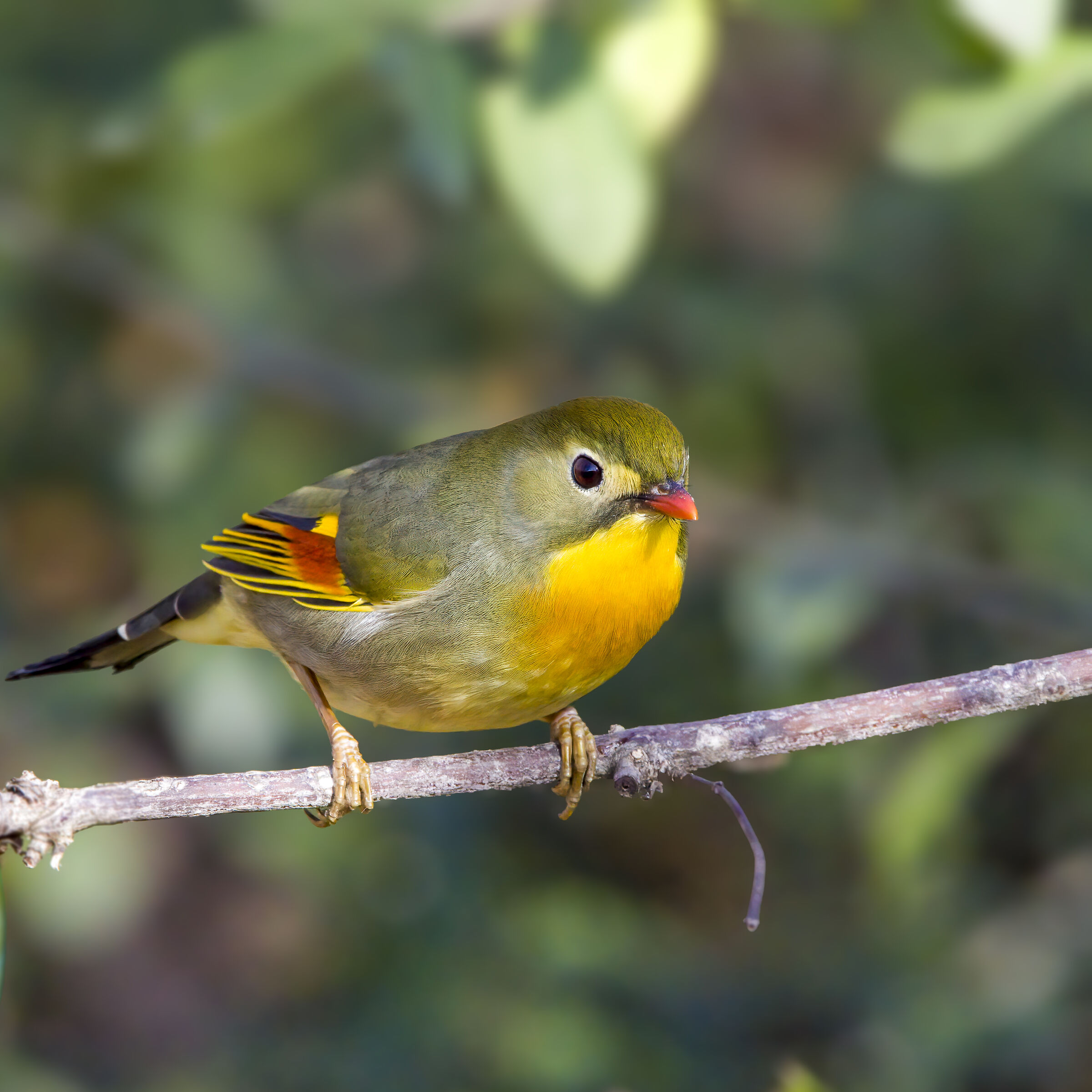 Nightingale of Japan