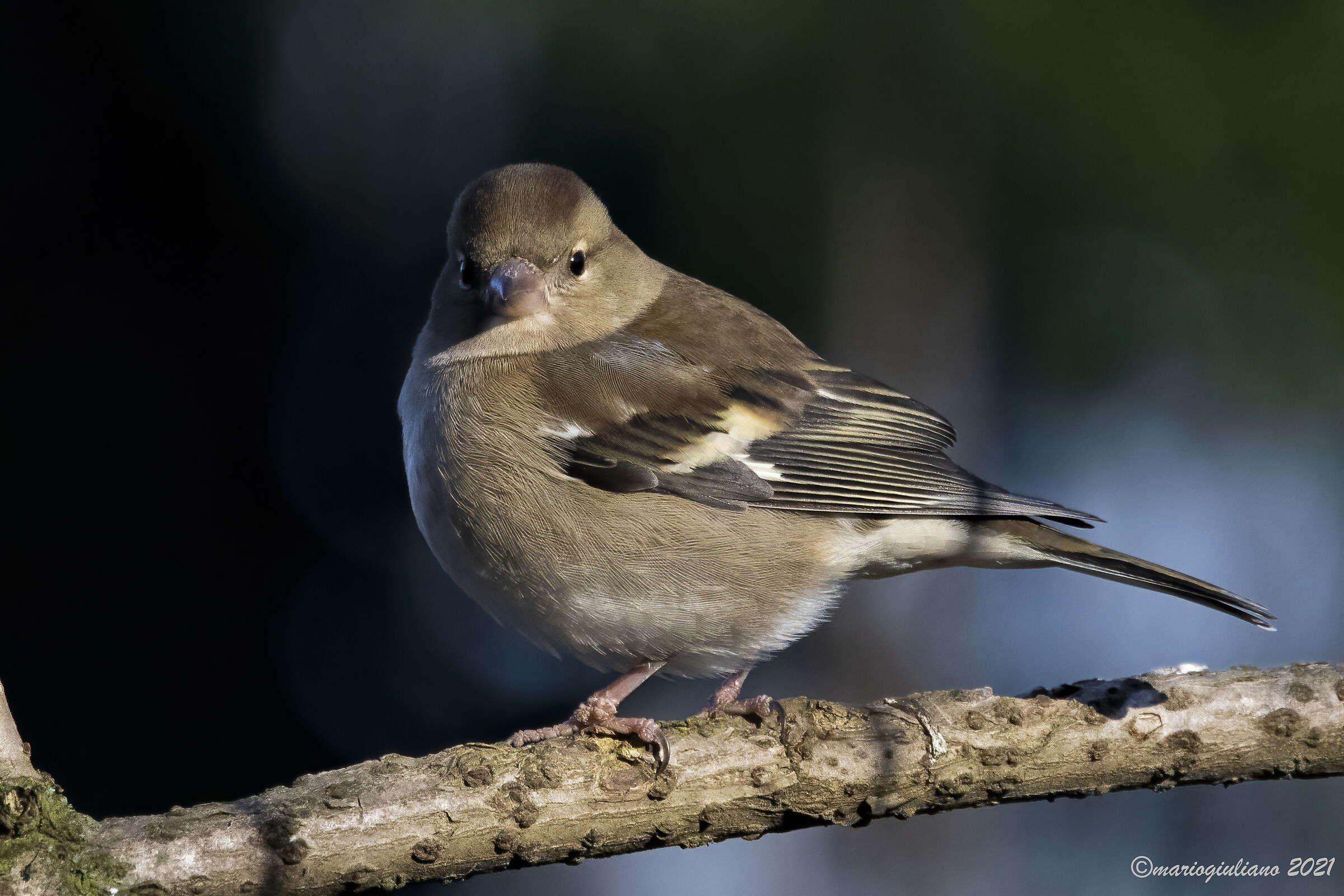 Chaffinch