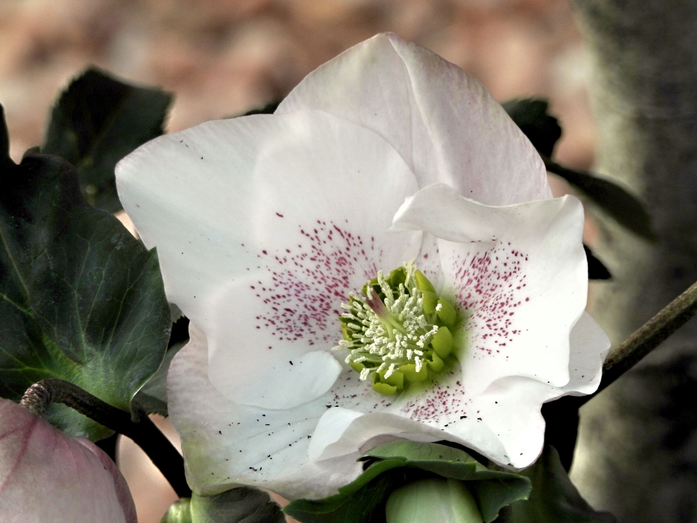 Helleborus hybrid pink sky rose
