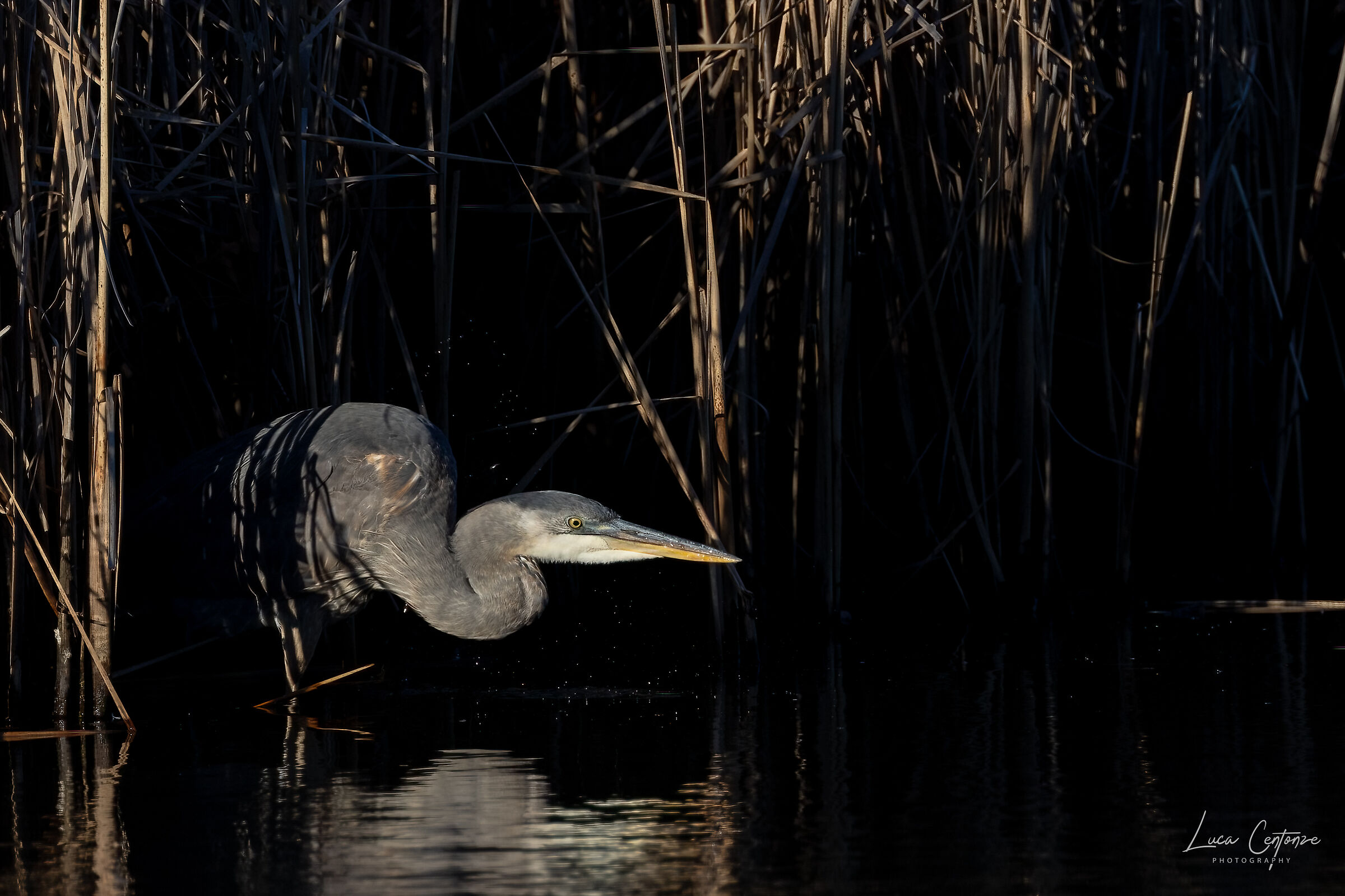 Il predatore sta sempre nell'ombra ...