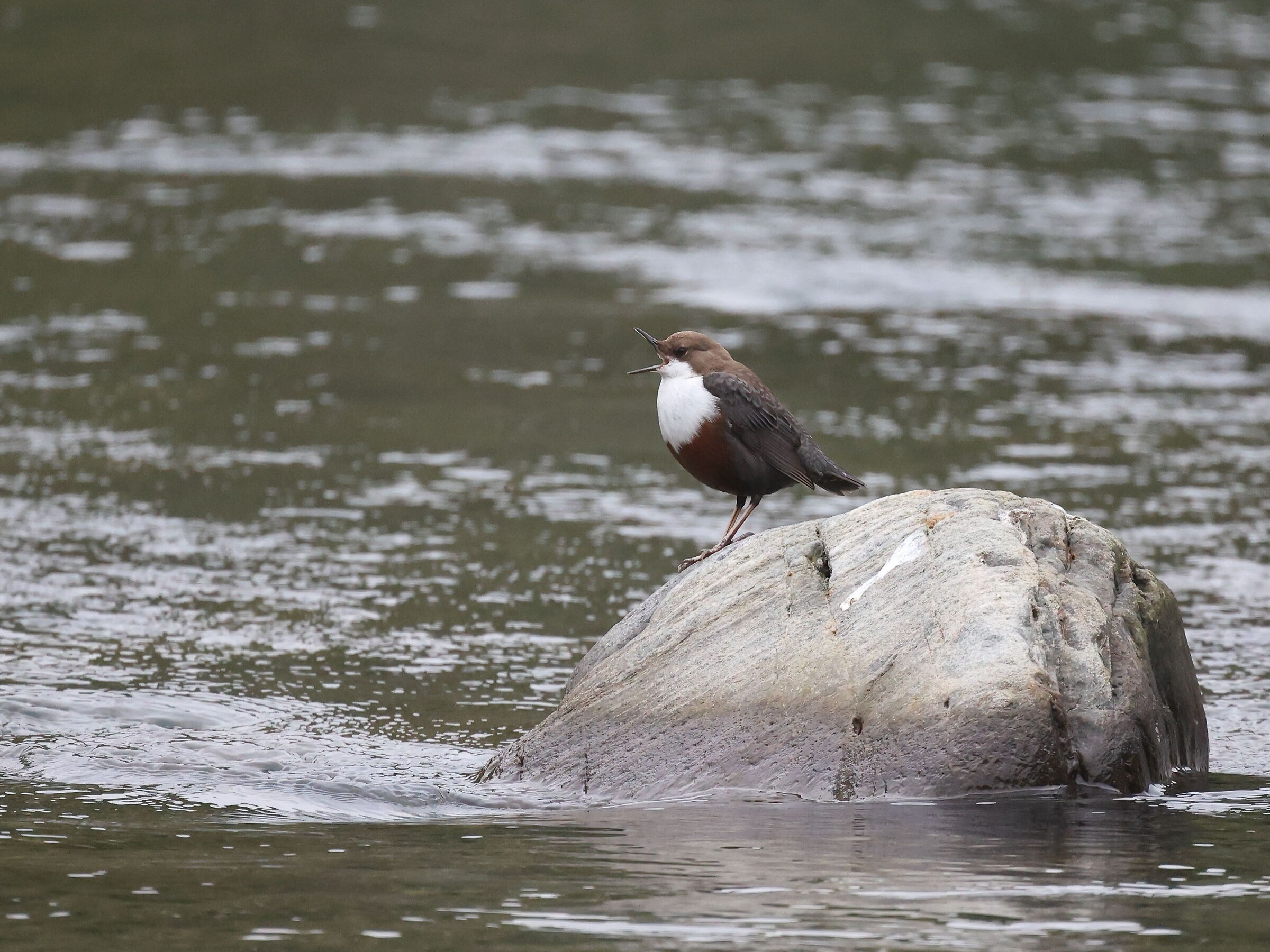 White-throated dipper
