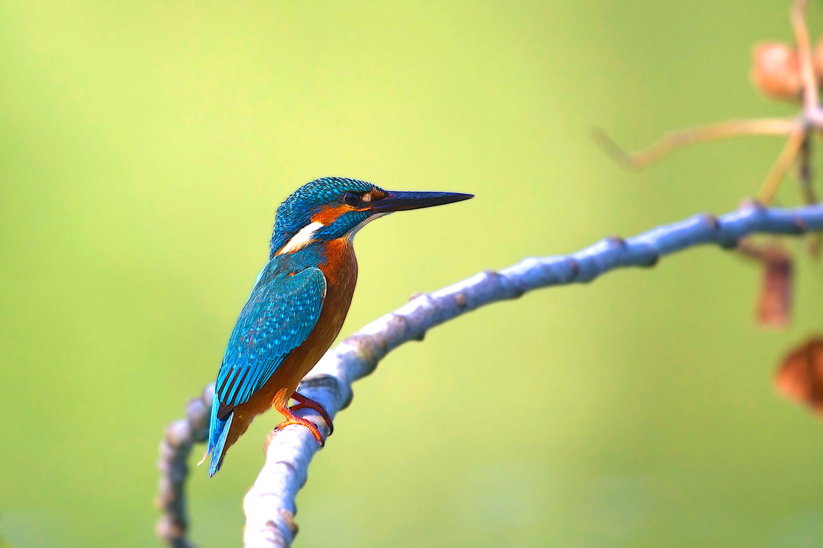 Kingfisher