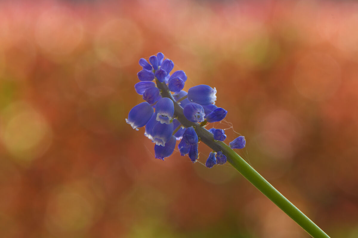 Muscari