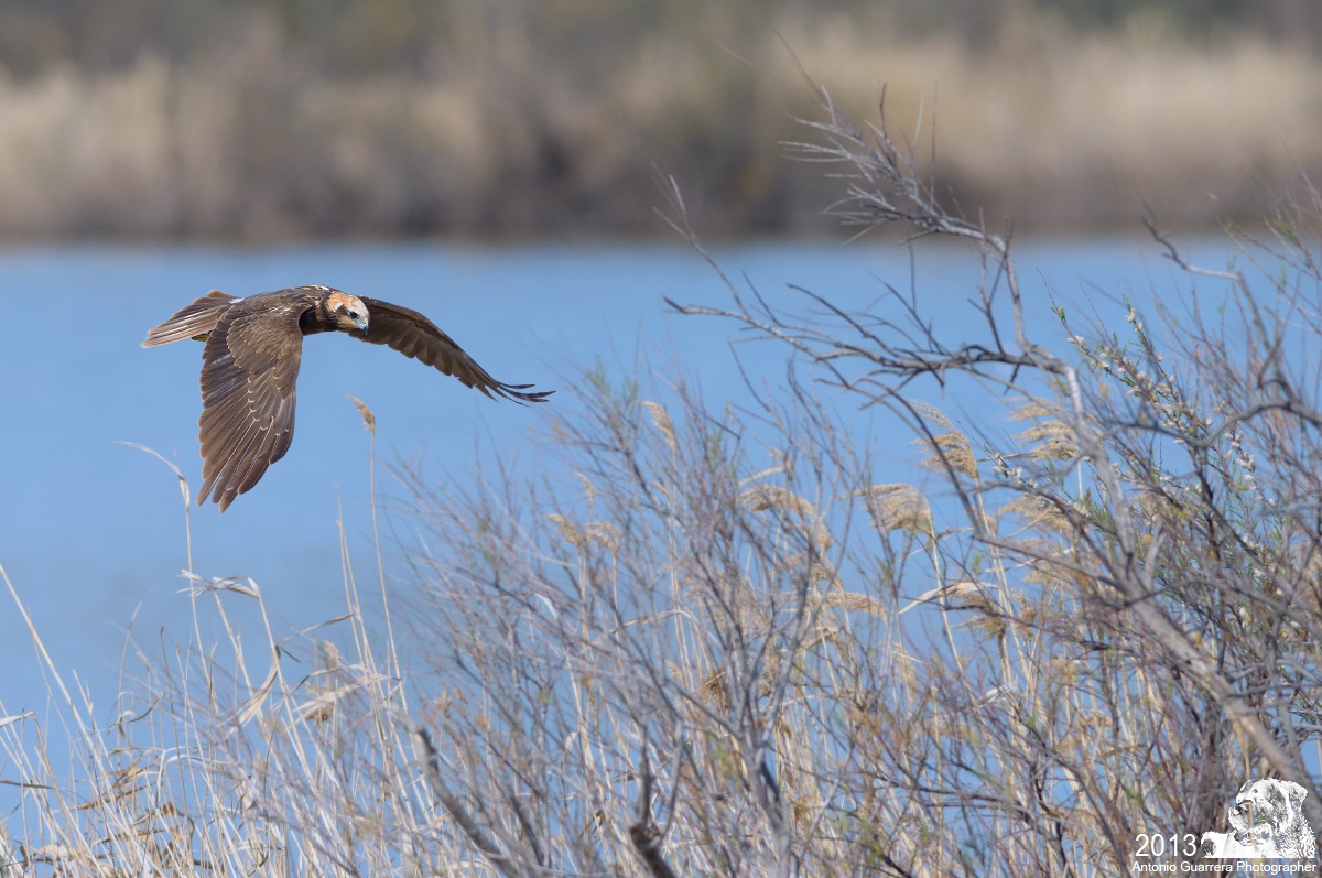 Nel suo mondo (falco di palude)