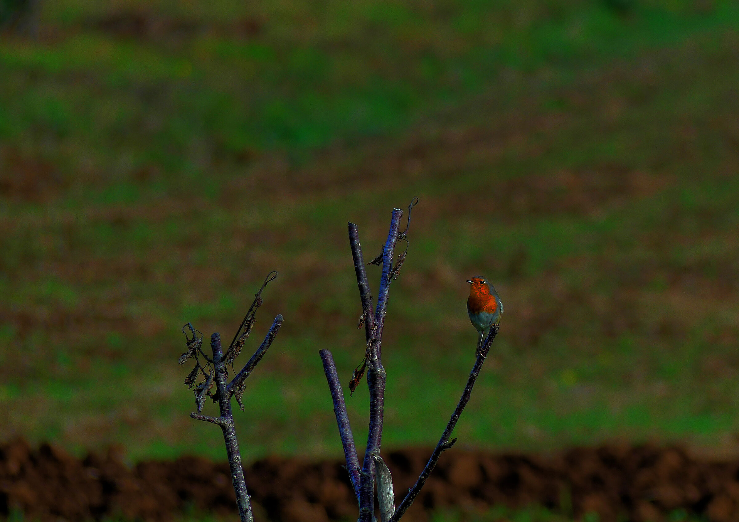 robin