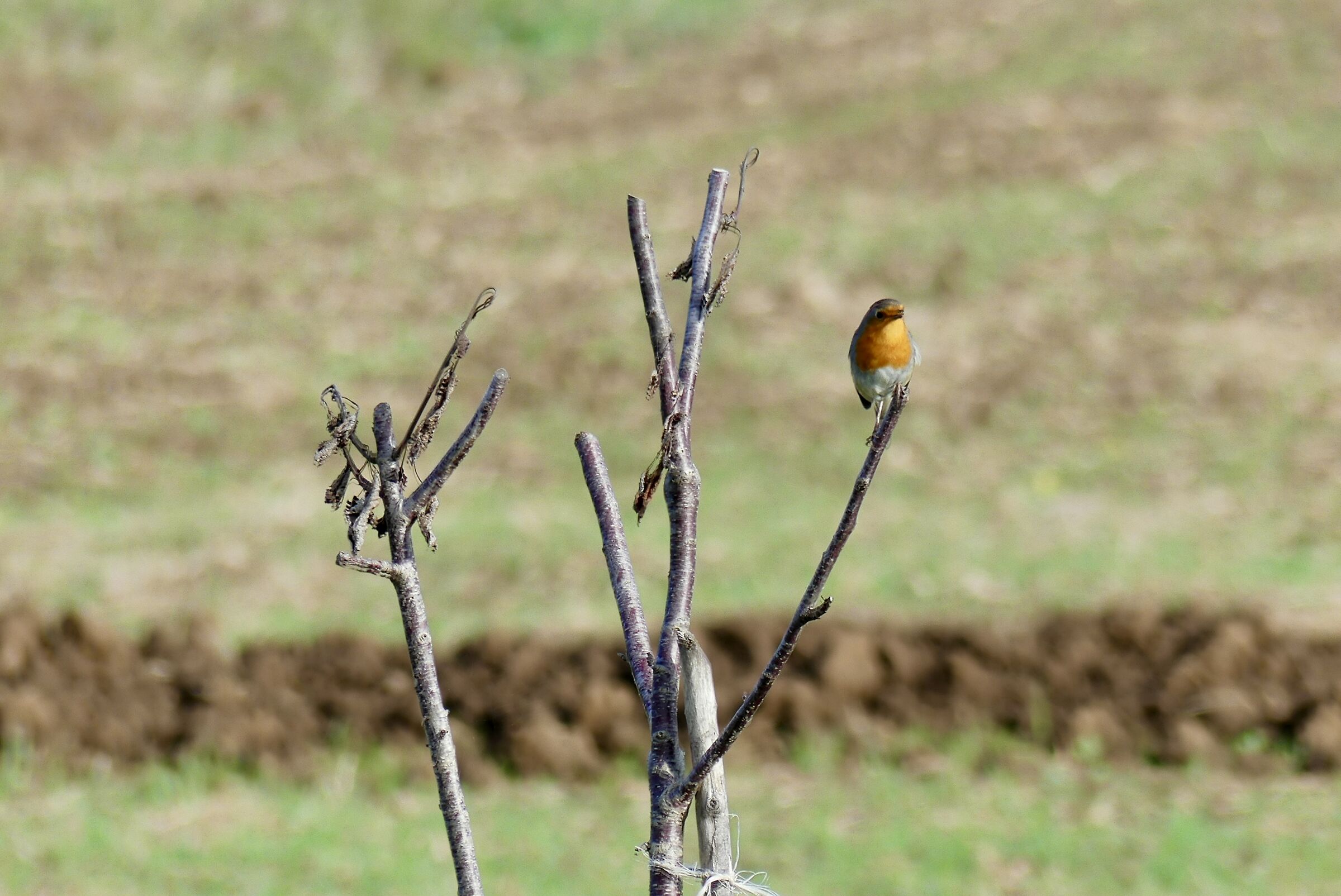 robin