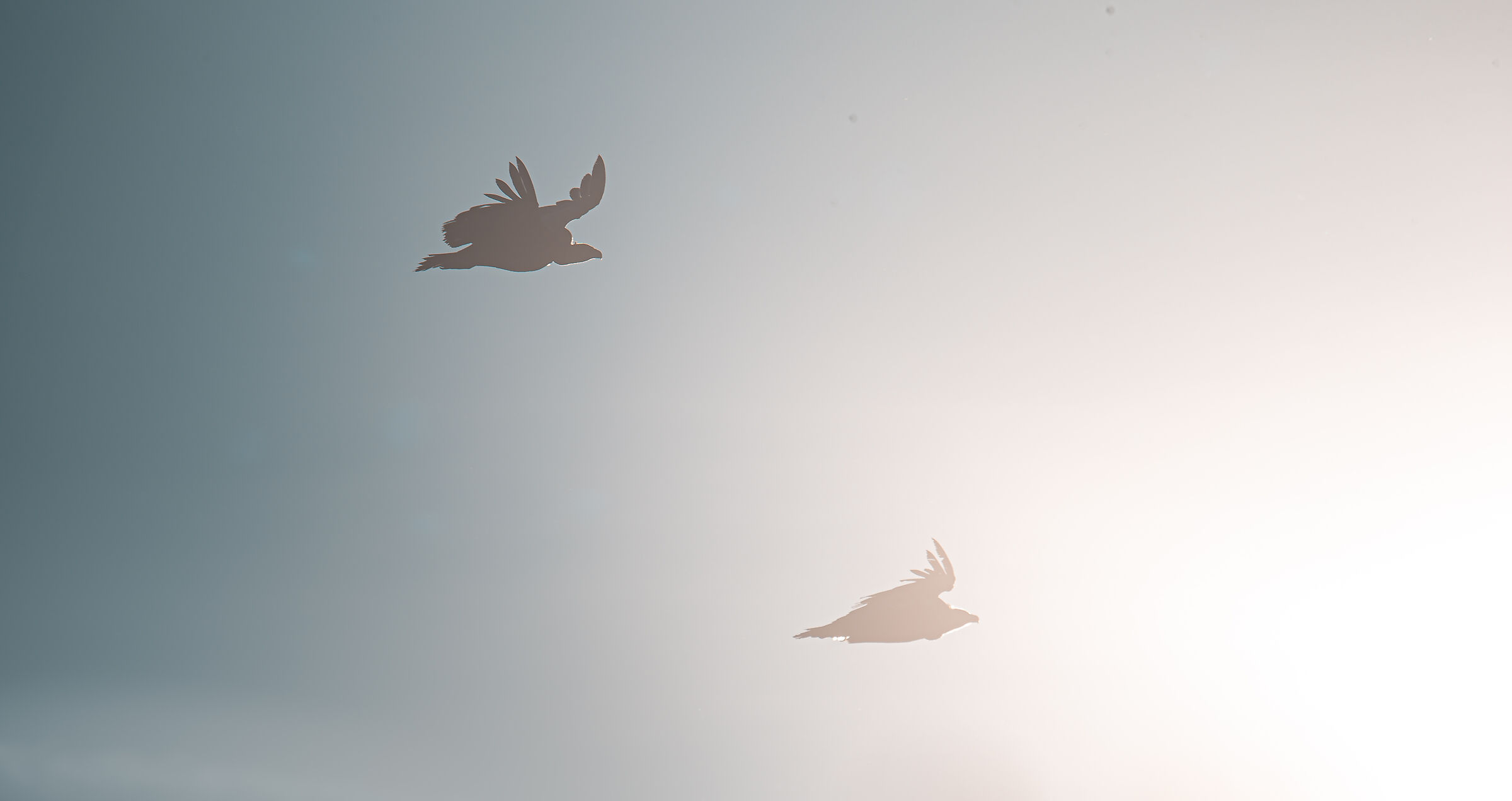 Silhouette of griffins