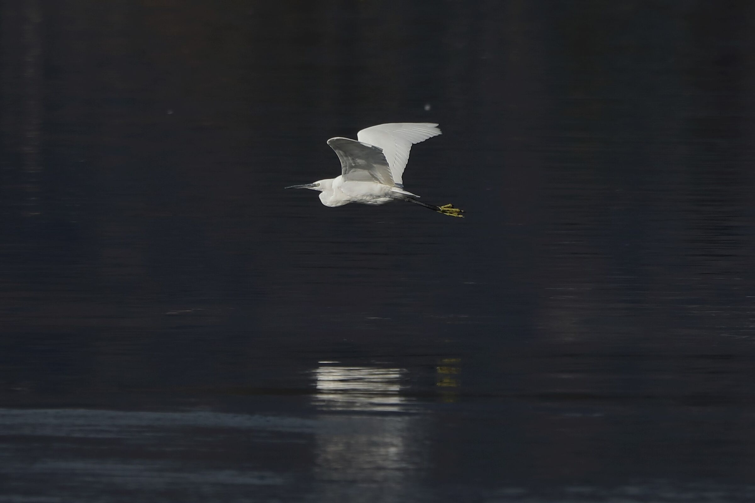 egret